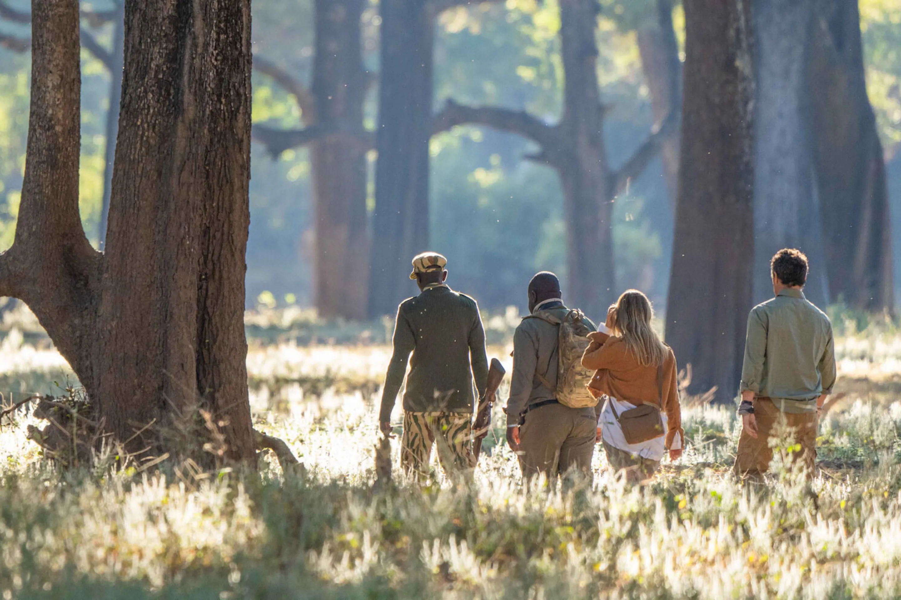 Travelers walk on safari through open forest in Zambia's South Luangwa, following a guide ahead.
