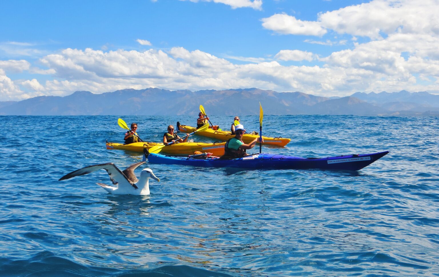 Sea kayakers paddle beside seabirds on blue water off Kaikoura, New Zealand, with low mountains in the distance.