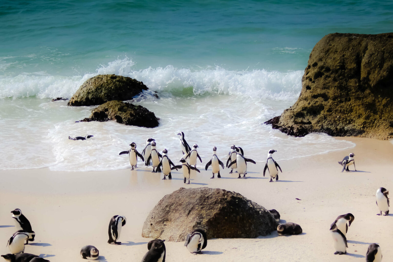 Penguins gather along a rocky beach near Cape Town, with rolling surf and dark boulders stretching behind them.