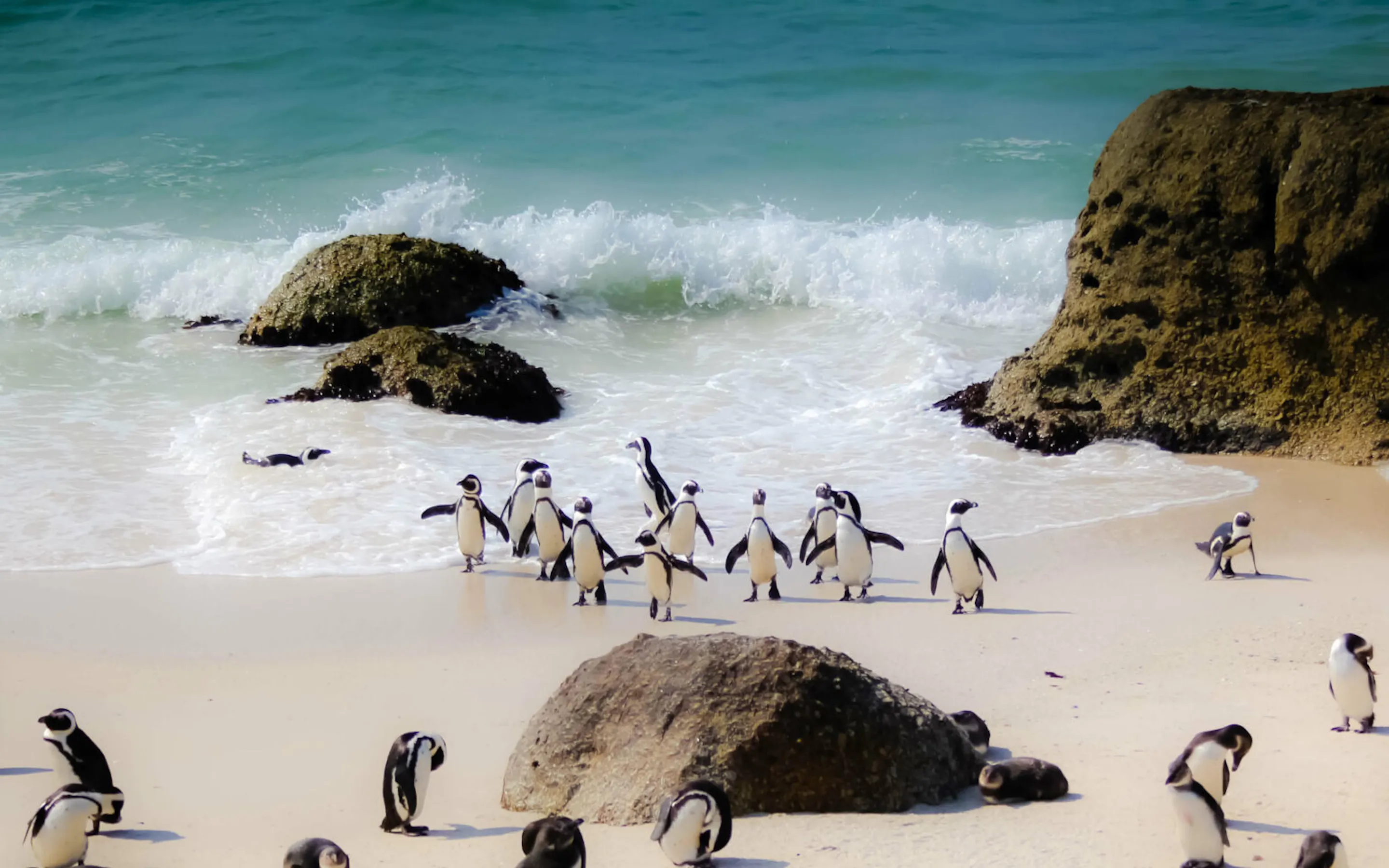 Penguins gather along a rocky beach near Cape Town, with rolling surf and dark boulders stretching behind them.