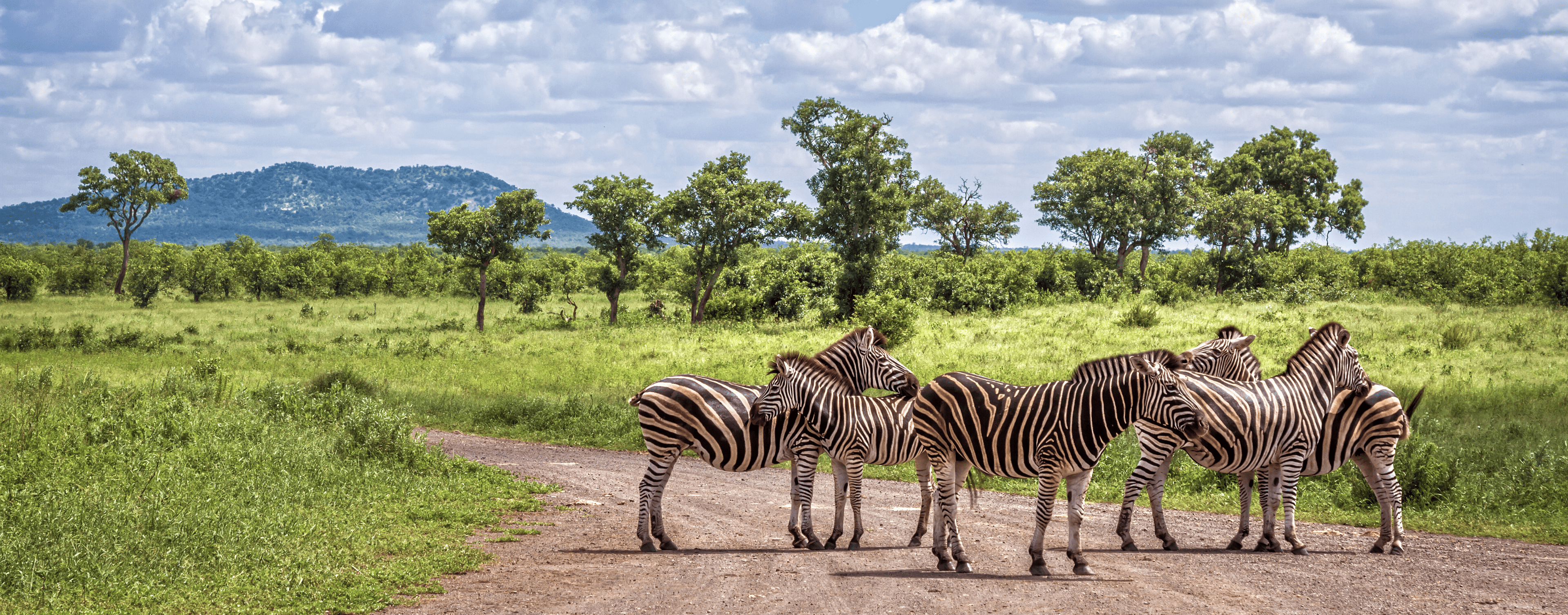 Zebras stand on a dirt track in Greater Kruger, with green grassland, scrub, and acacia trees behind them.