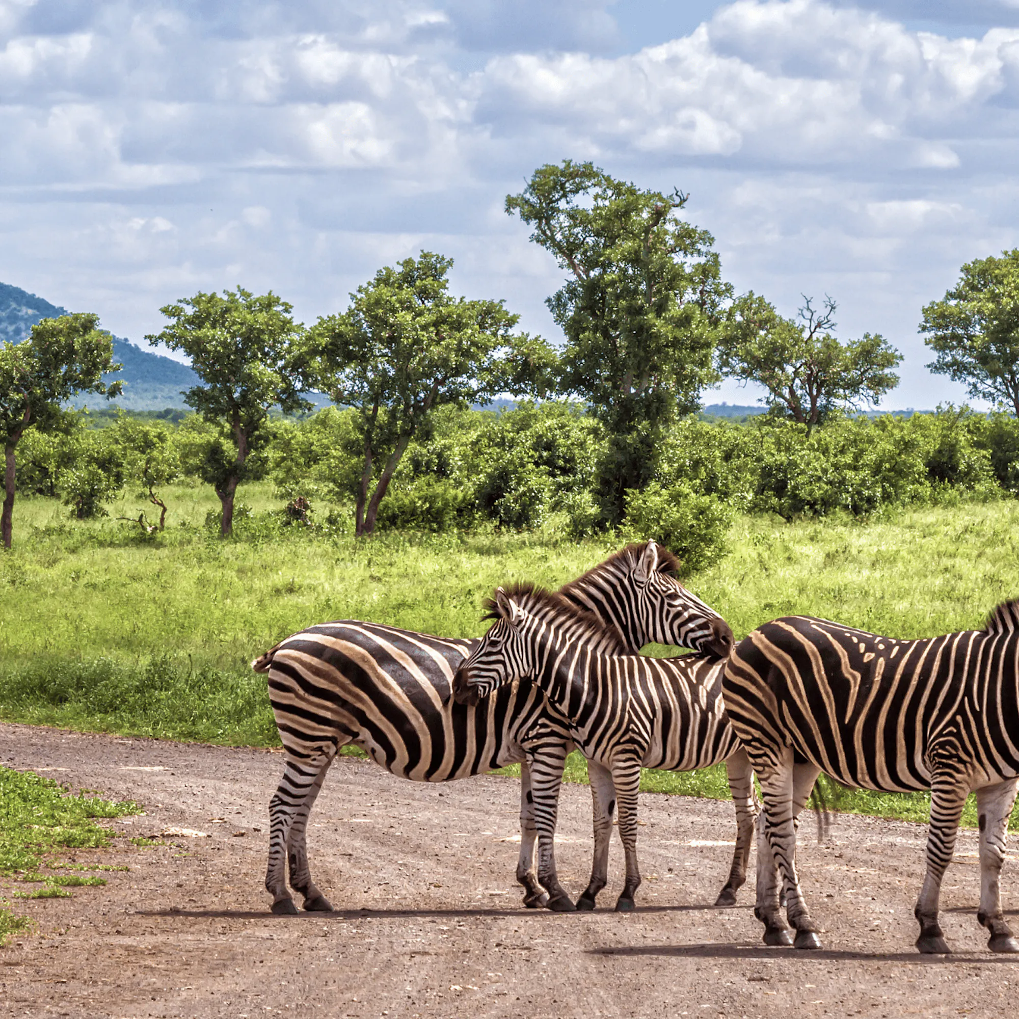 Zebras stand on a dirt track in Greater Kruger, with green grassland, scrub, and acacia trees behind them.