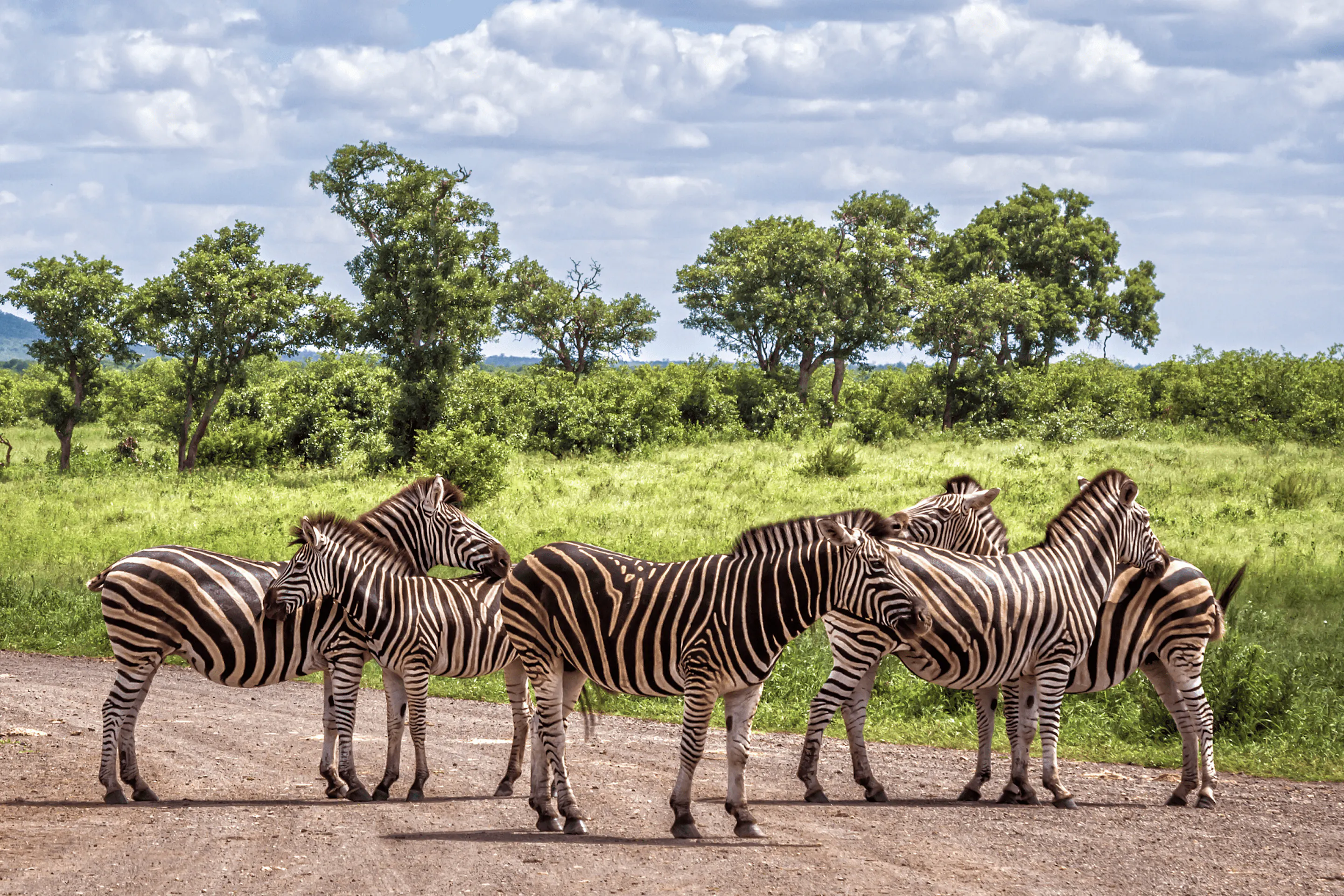 Zebras stand on a dirt track in Greater Kruger, with green grassland, scrub, and acacia trees behind them.