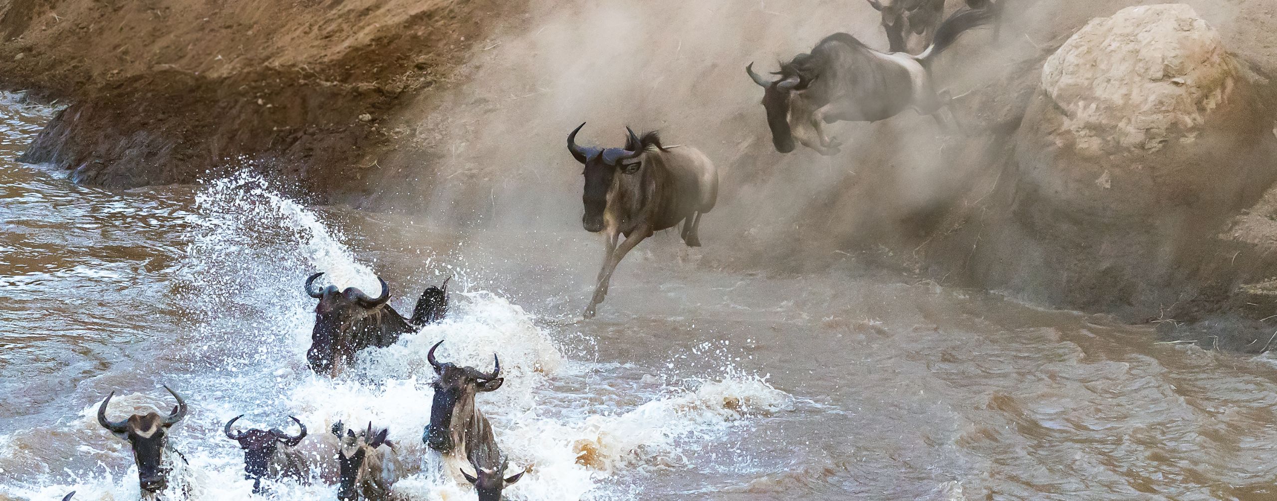 Wildebeest leap through churning river water during the migration in Tanzania's Serengeti, seen from above.