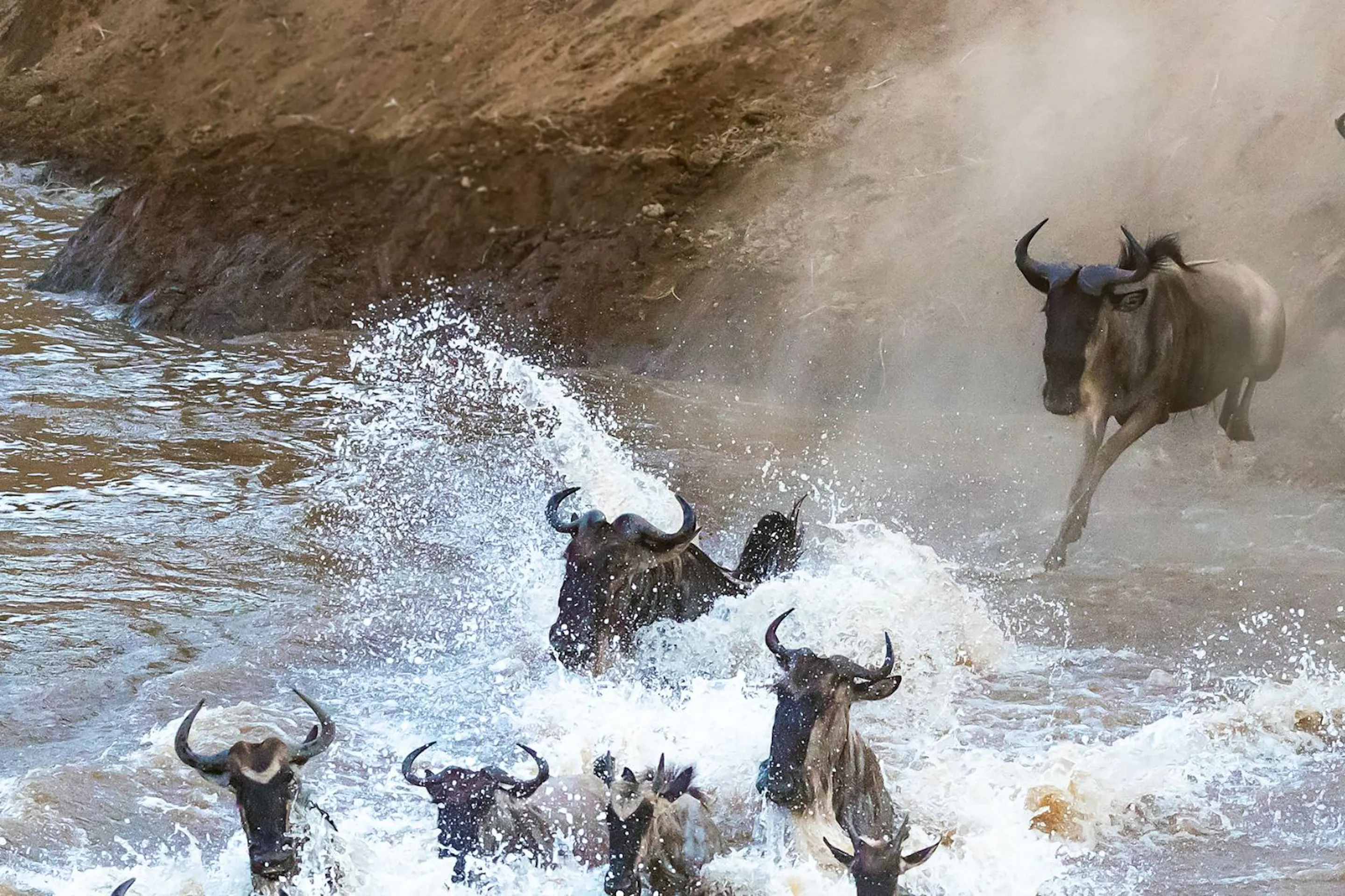 Wildebeest leap through churning river water during the migration in Tanzania's Serengeti, seen from above.