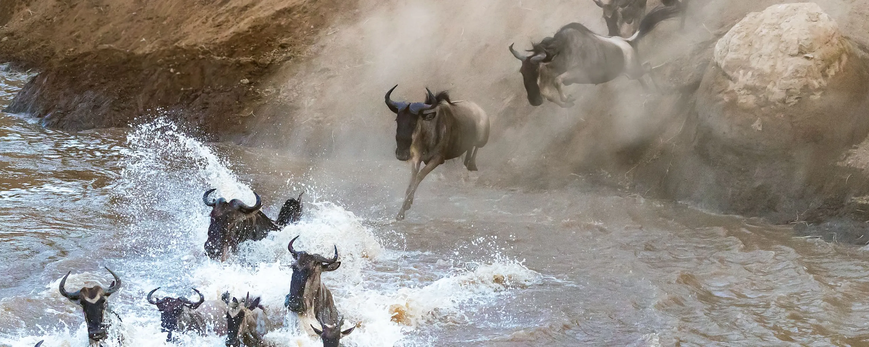 Wildebeest leap through churning river water during the migration in Tanzania's Serengeti, seen from above.