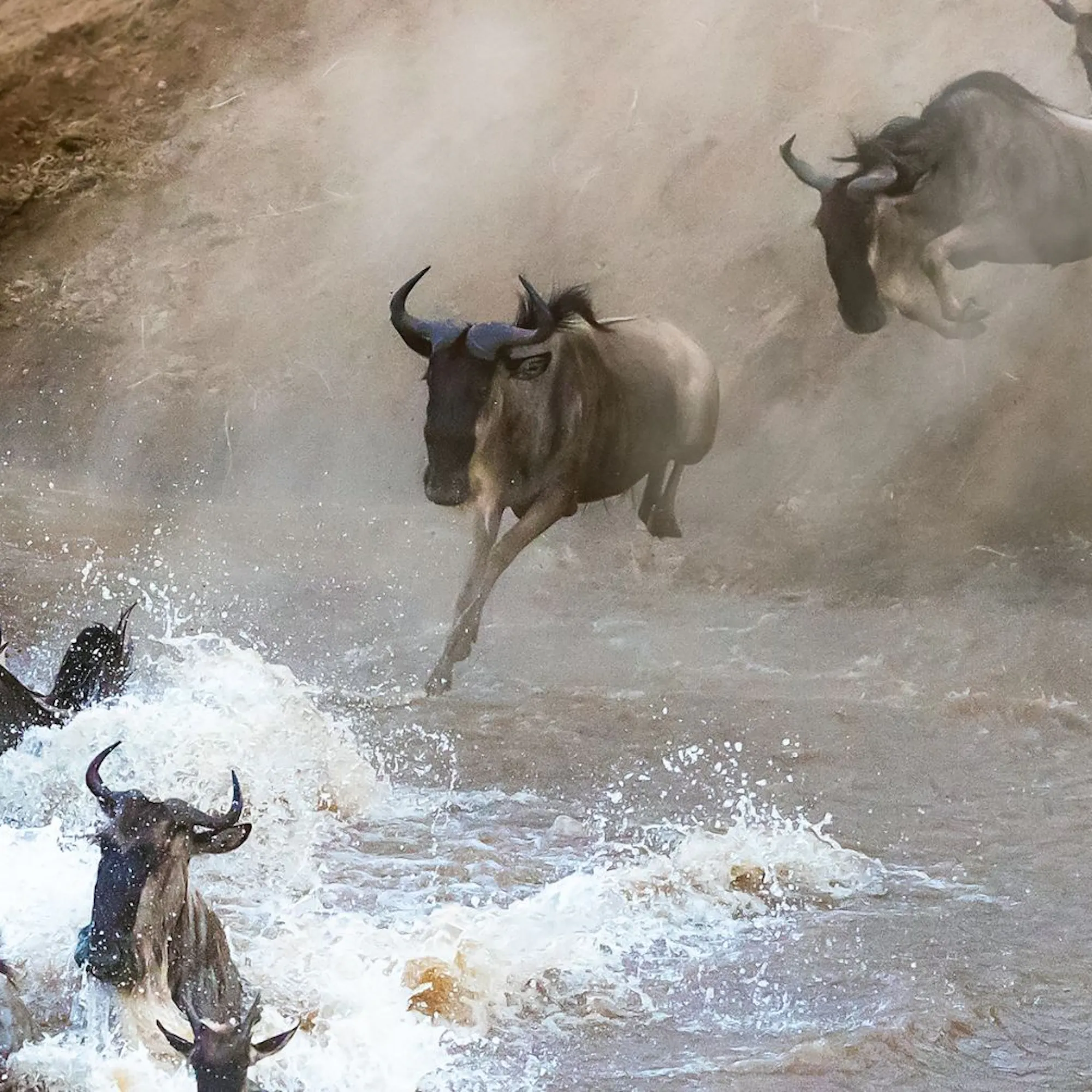 Wildebeest leap through churning river water during the migration in Tanzania's Serengeti, seen from above.