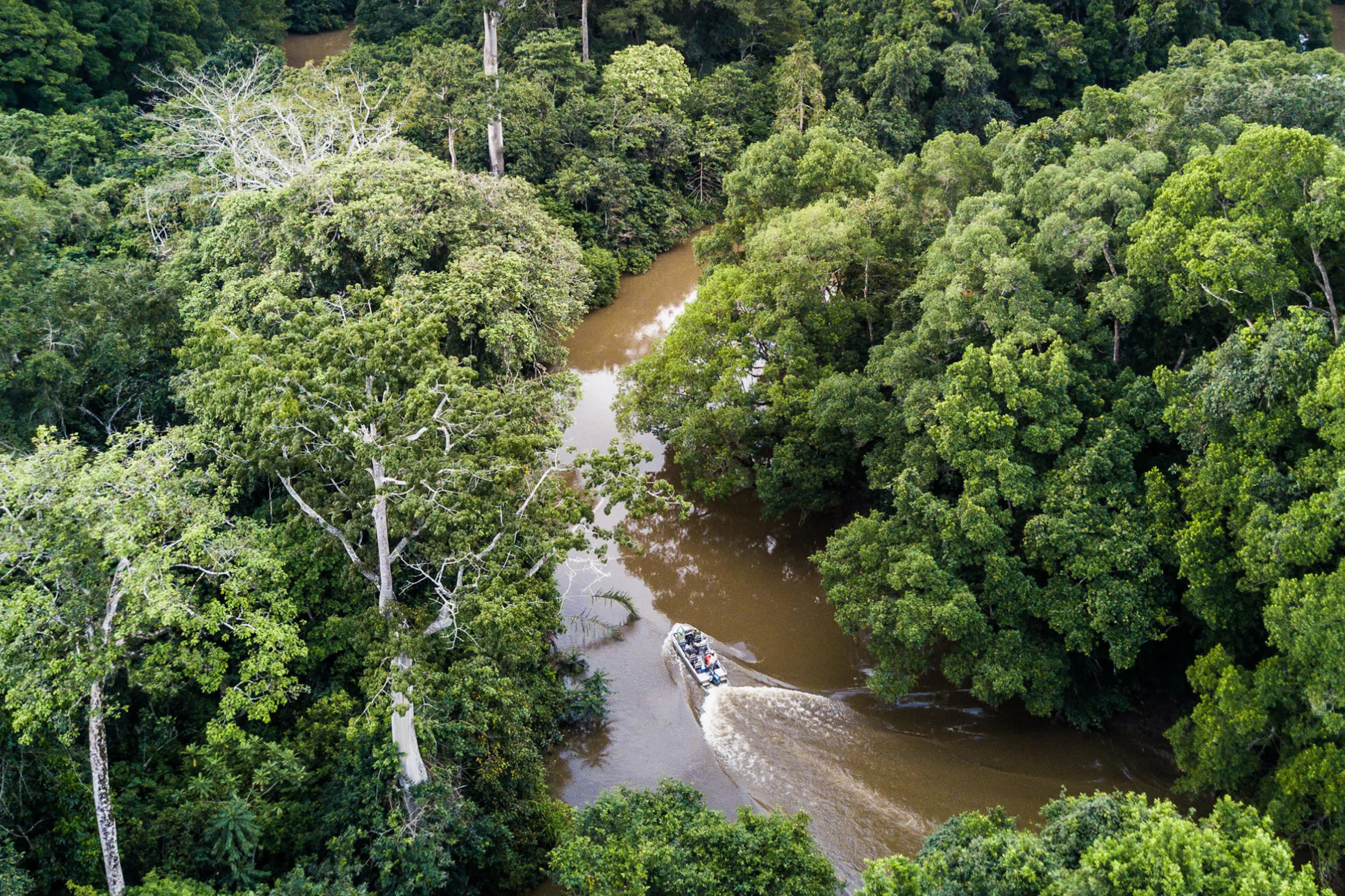 Dense rainforest surrounds winding waterways in Odzala, Congo, with bright green canopy filling the frame.