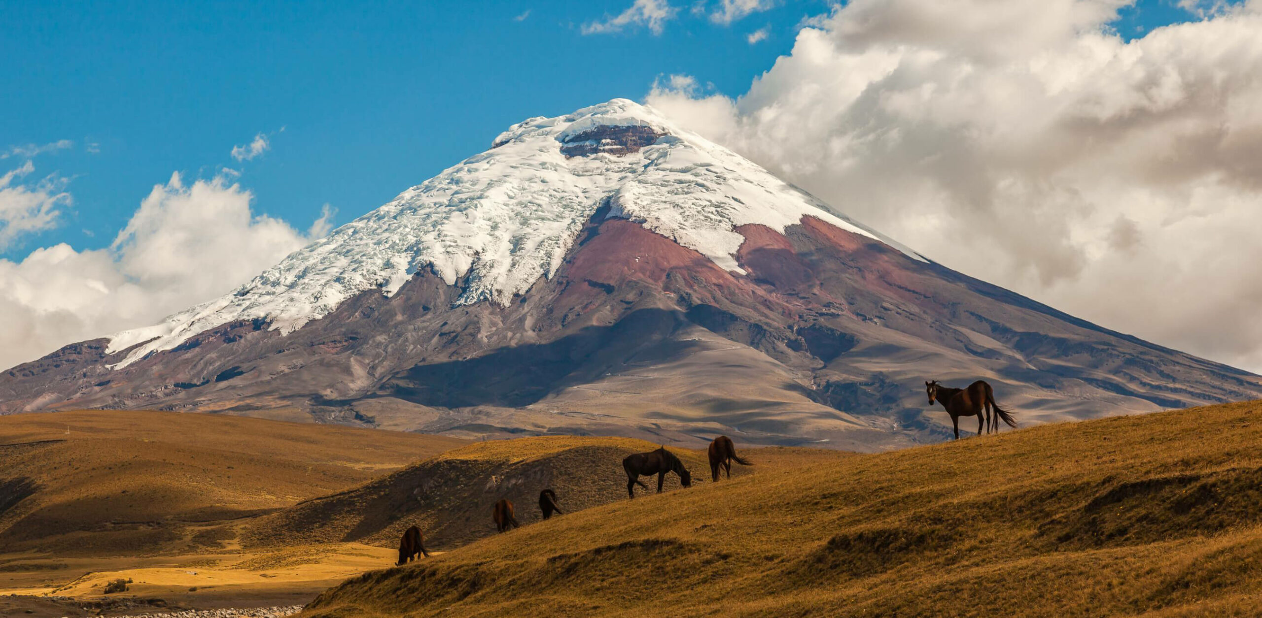 Snow-capped Cotopaxi rises above brown grasslands, where wild horses graze beneath towering white clouds in Ecuador.
