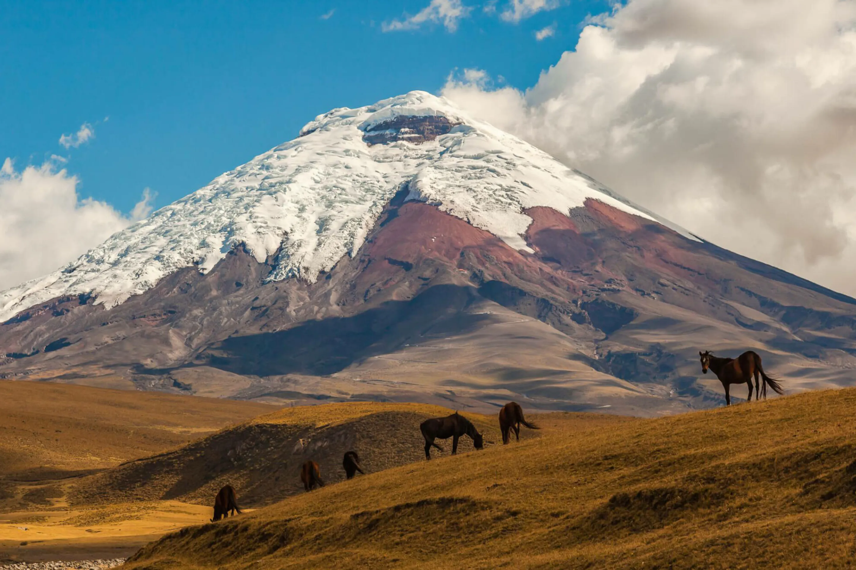 Snow-capped Cotopaxi rises above brown grasslands, where wild horses graze beneath towering white clouds in Ecuador.