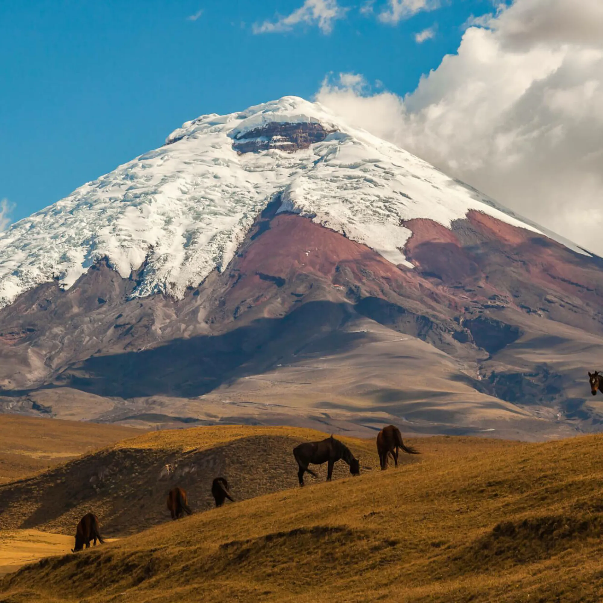 Snow-capped Cotopaxi rises above brown grasslands, where wild horses graze beneath towering white clouds in Ecuador.