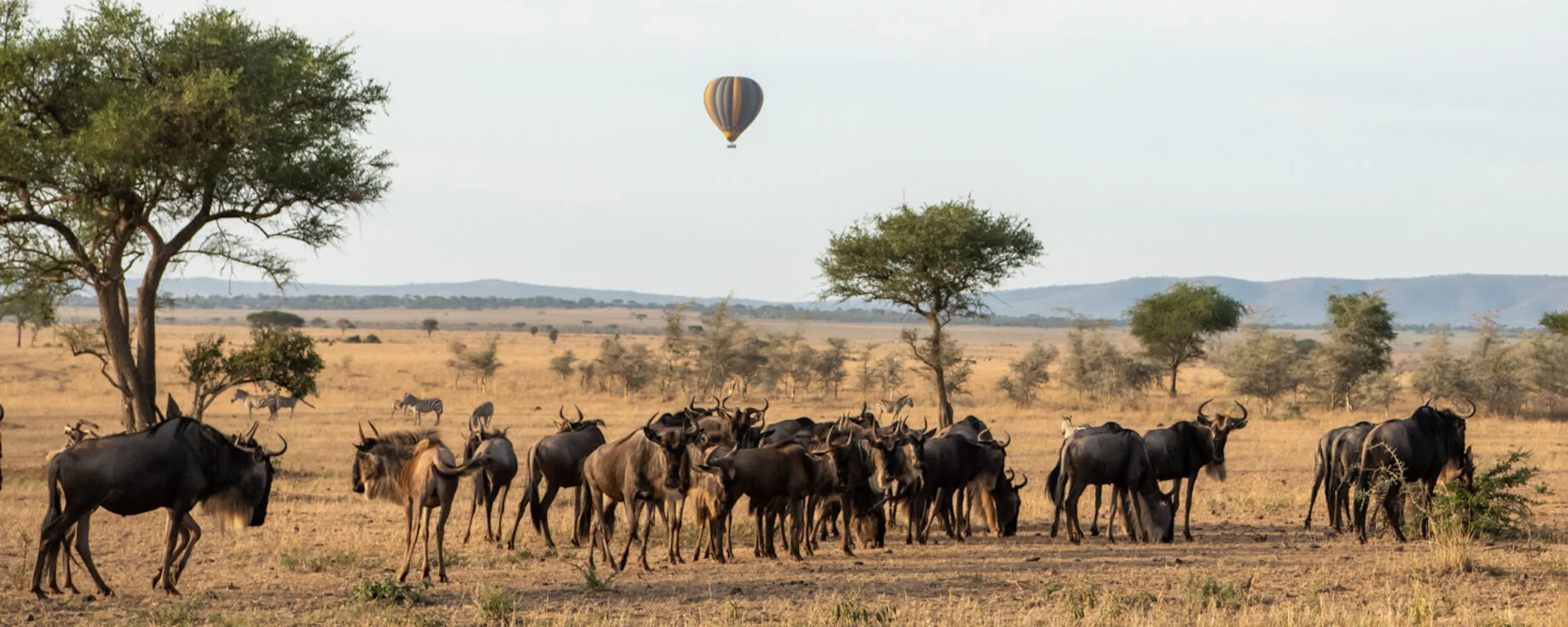 A hot-air balloon floats above wildebeest on the Serengeti plains, with morning haze softening the horizon.