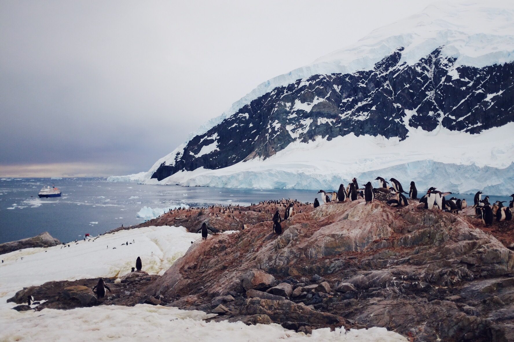 A colony of gentoo penguins gathers at the icy shore of the Antarctic Peninsula, with snow and sea beyond.