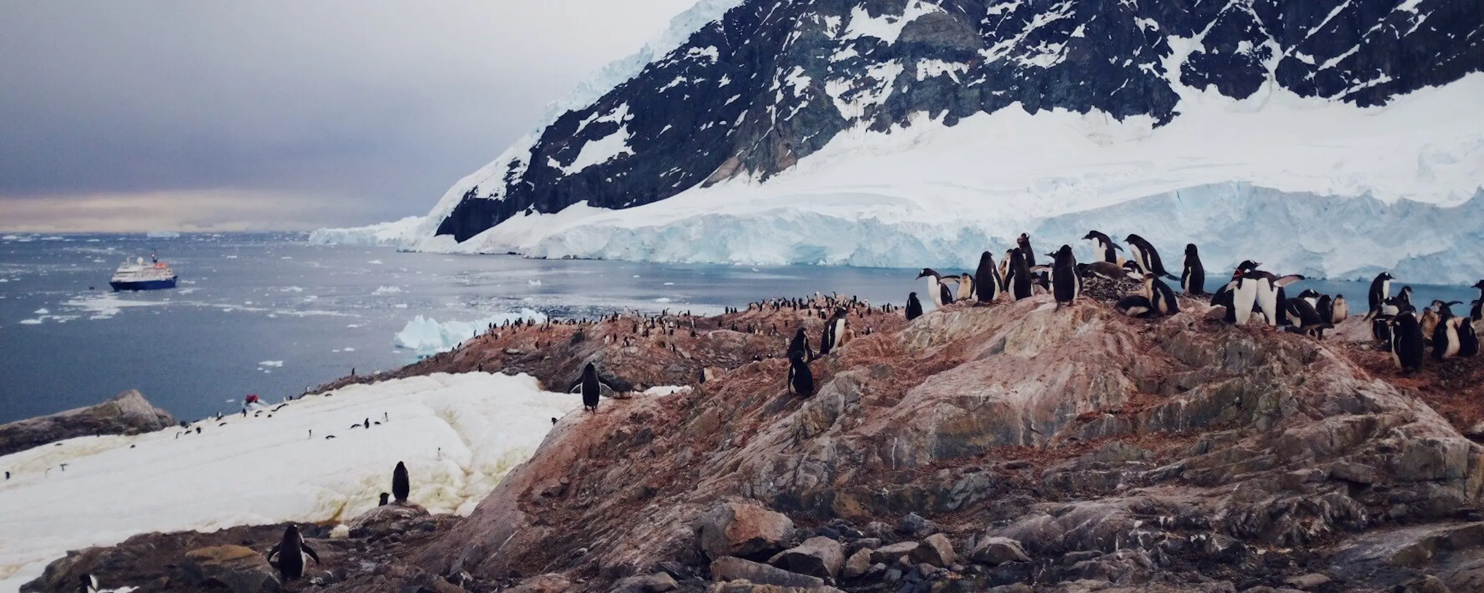 A colony of gentoo penguins gathers at the icy shore of the Antarctic Peninsula, with snow and sea beyond.