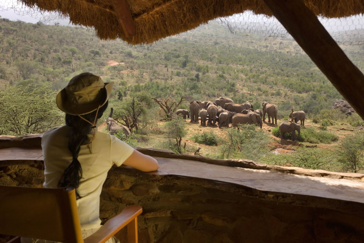 A guest watches elephants from a shaded terrace at Ol Malo Lodge, with rolling dry hills beyond the pool.
