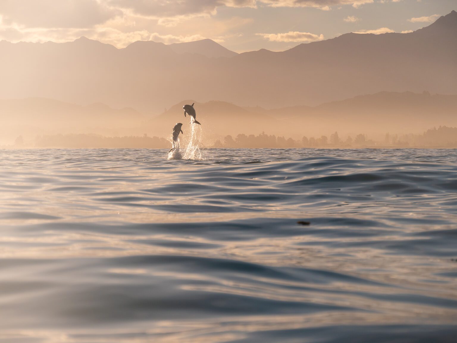wo dolphins leap above rippled water off Kaikoura, New Zealand, with hazy coastal mountains in the distance.