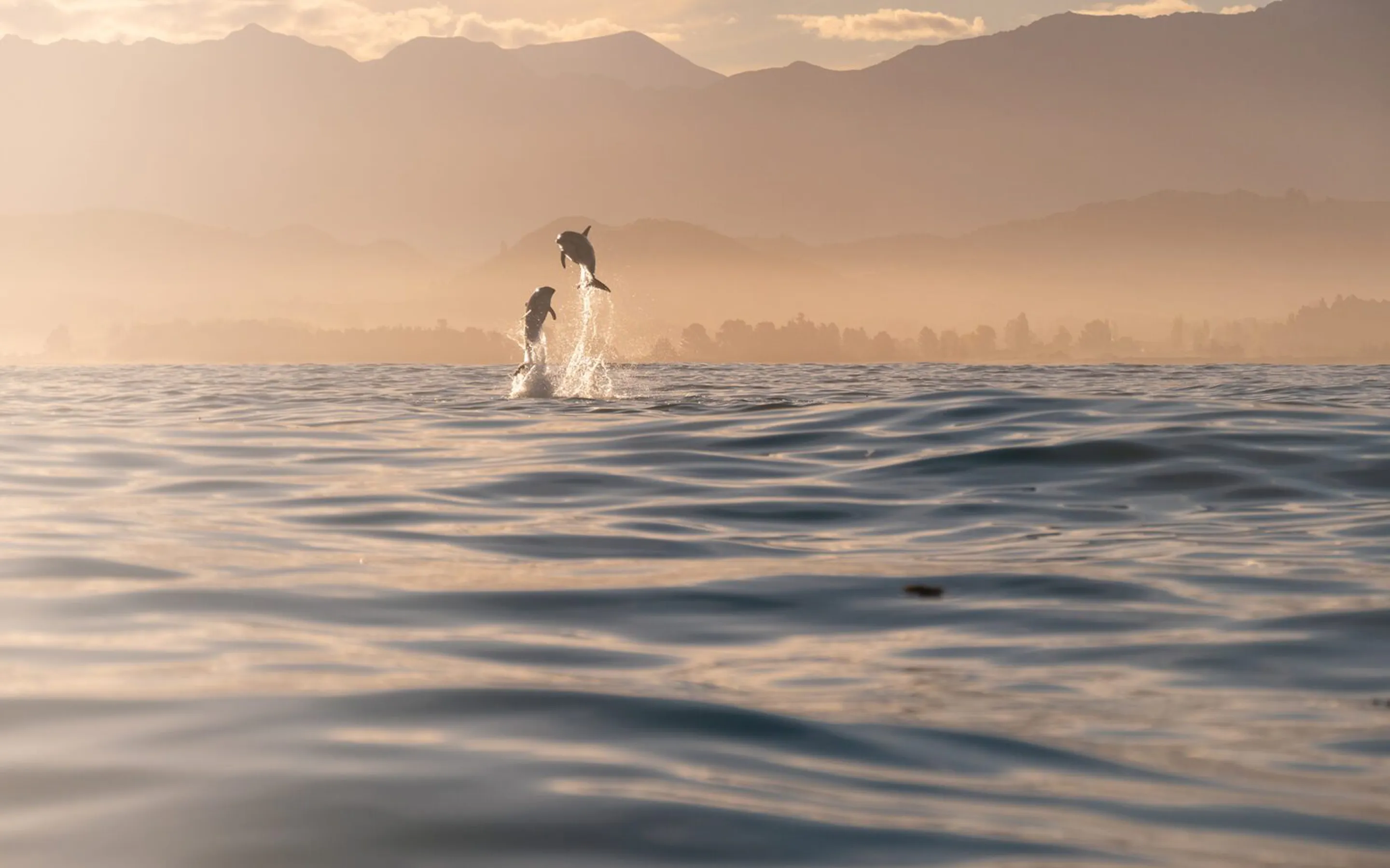 wo dolphins leap above rippled water off Kaikoura, New Zealand, with hazy coastal mountains in the distance.