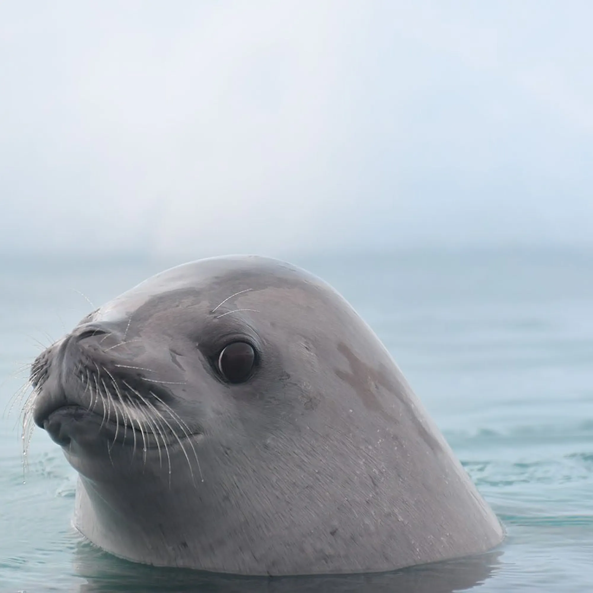 A crabeater seal lifting its head above calm Antarctic water against the backdrop of the Antarctic Peninsula.