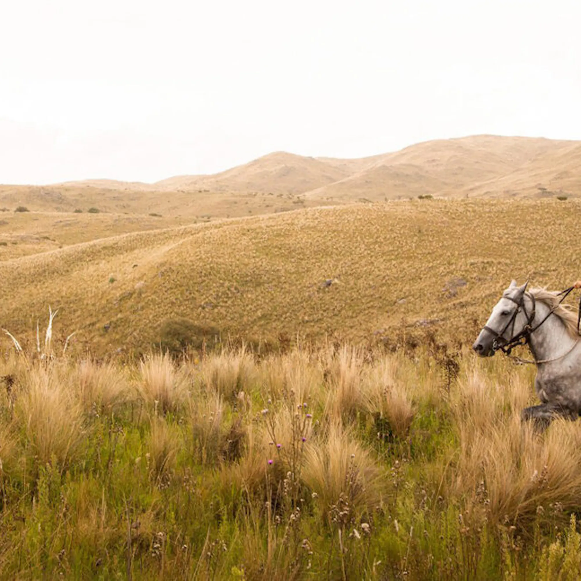 A rider on horseback crossing open grassland near the estancia at Estancia Los Potreros in Cordoba, Argentina.