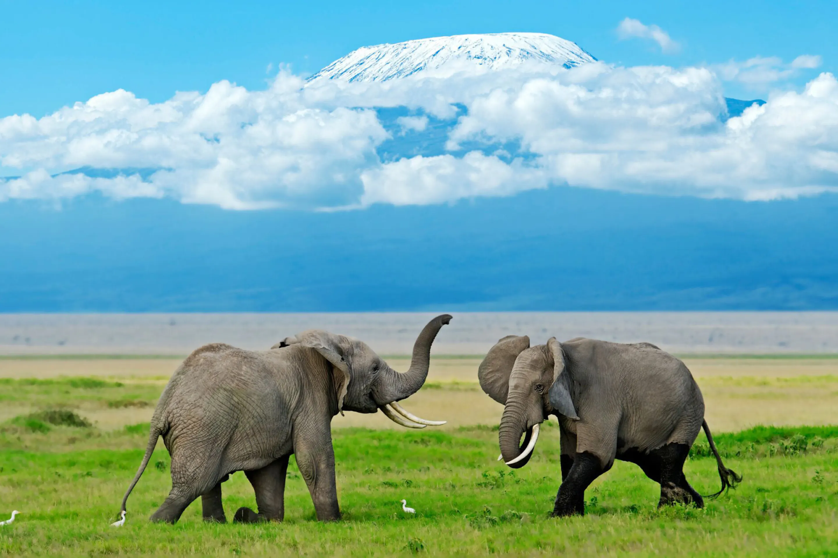 Elephants graze on open plains beneath Mount Kilimanjaro in Kenya's Amboseli, with dust and grass around them.