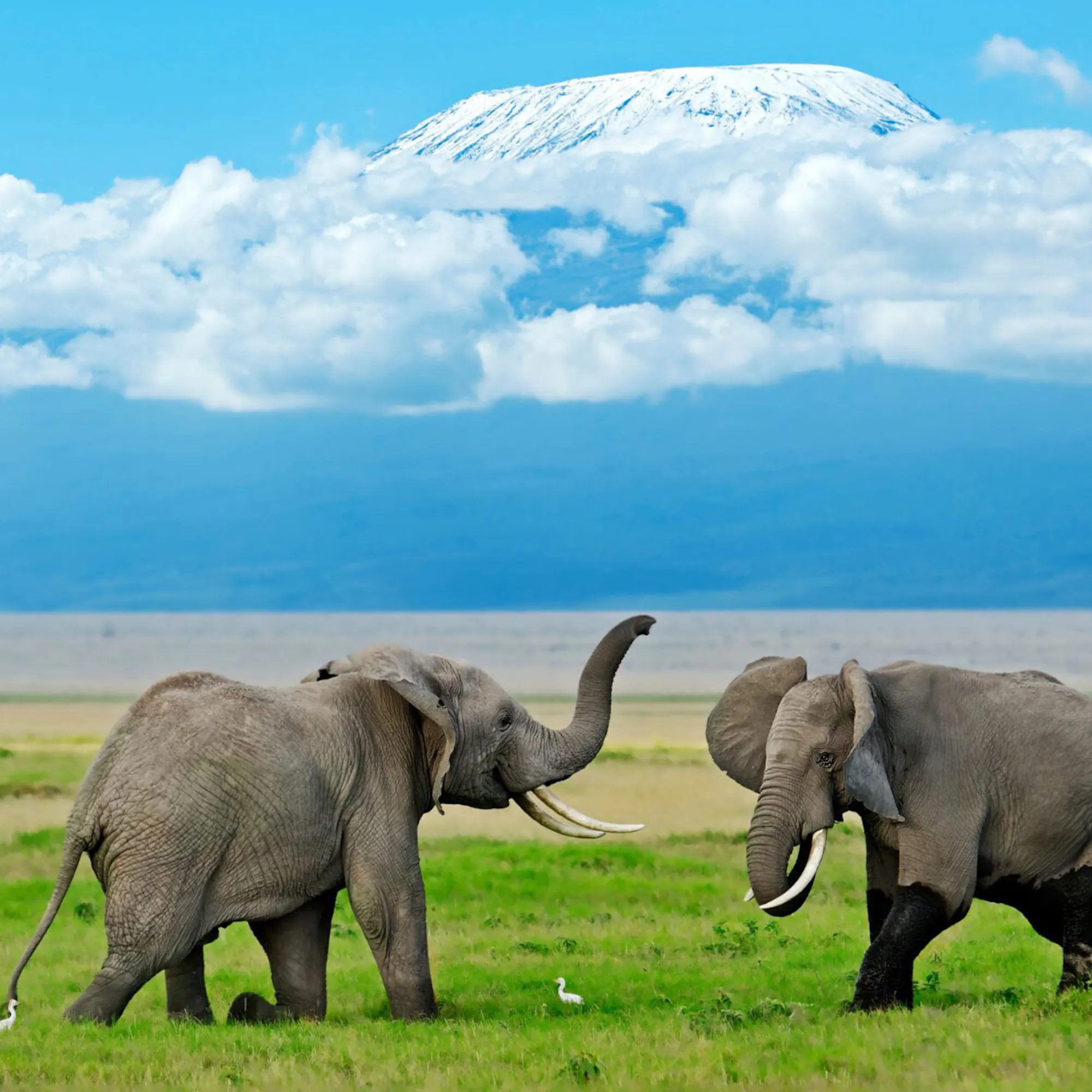 Elephants graze on open plains beneath Mount Kilimanjaro in Kenya's Amboseli, with dust and grass around them.