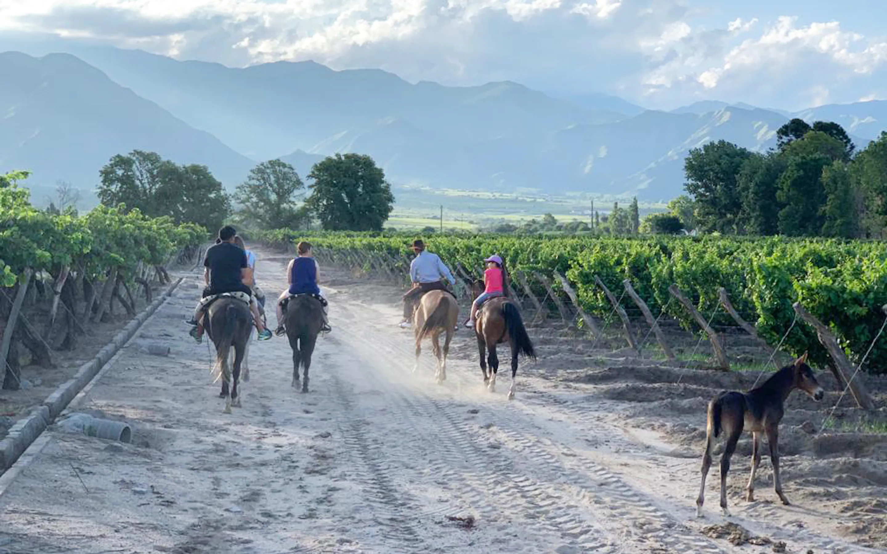 Riders and dogs move along a vineyard road at Patios de Cafayate in northwest Argentina, with hills beyond.