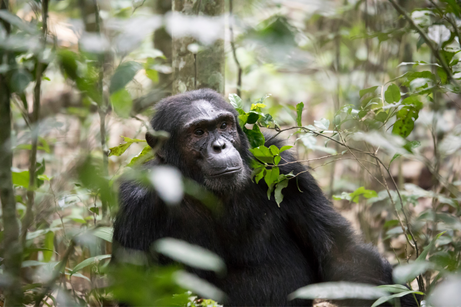A chimpanzee peering through leafy branches in the forest against the backdrop of Uganda's Kibale Forest.