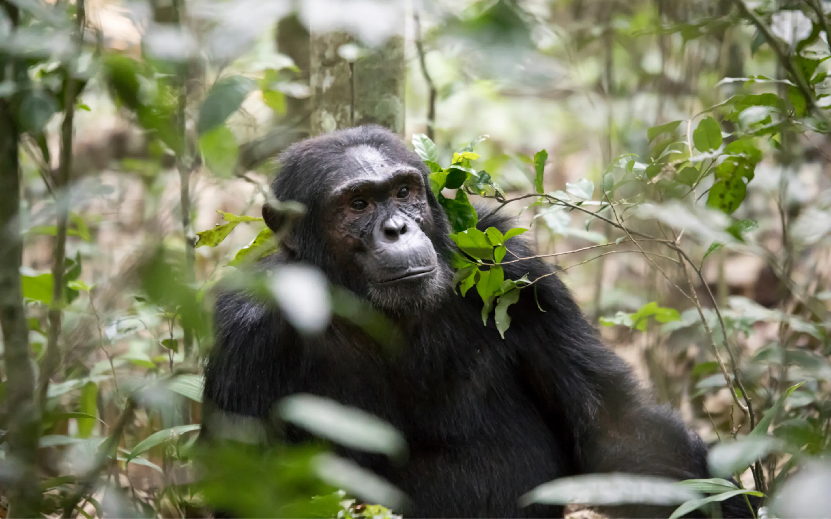 A chimpanzee peering through leafy branches in the forest against the backdrop of Uganda's Kibale Forest.