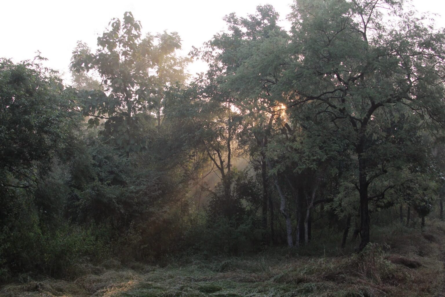 A quiet forest view opens from Baghvan Safari Lodge, with misty trees, and warm evening light in Pench.