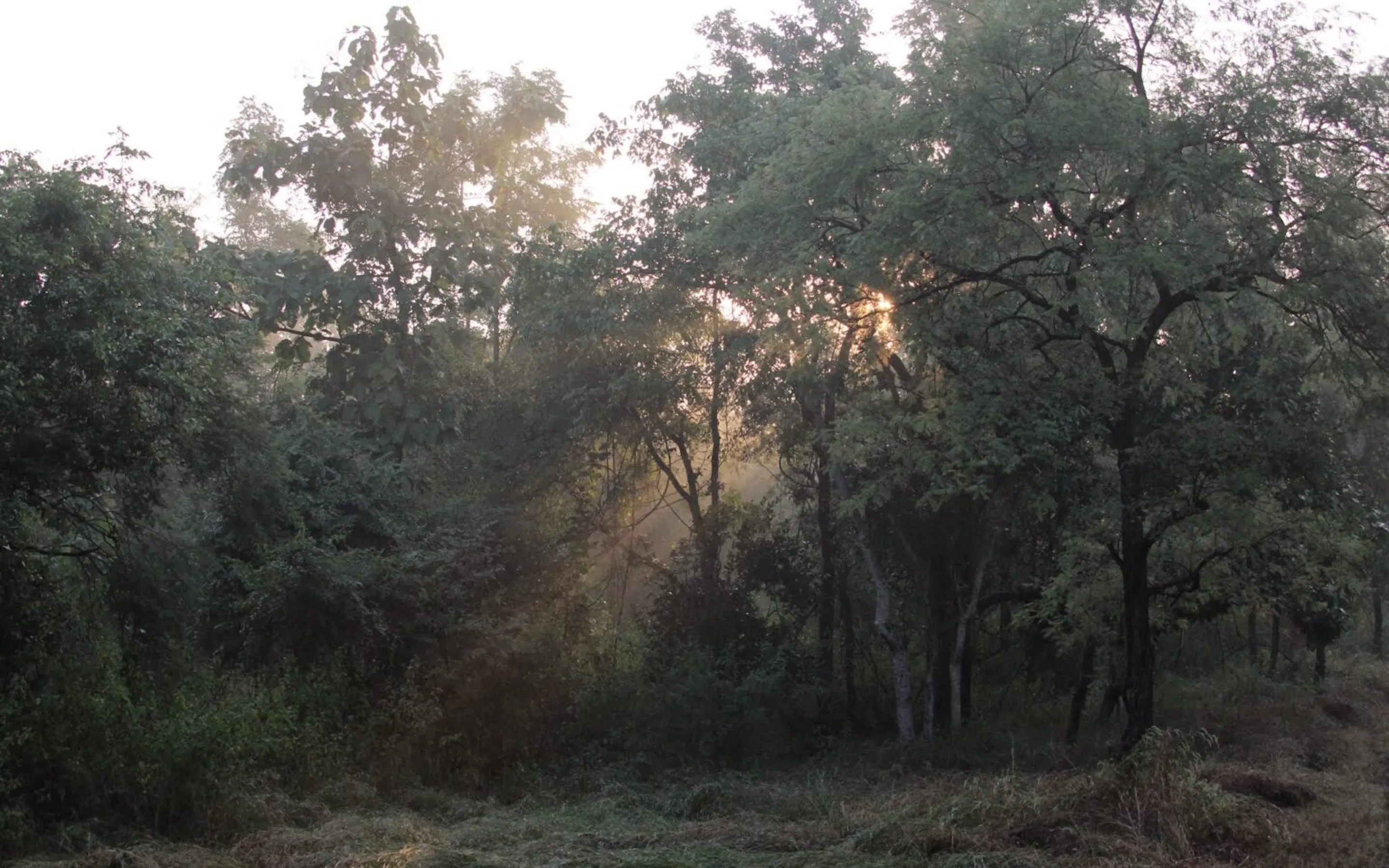 A quiet forest view opens from Baghvan Safari Lodge, with misty trees, and warm evening light in Pench.