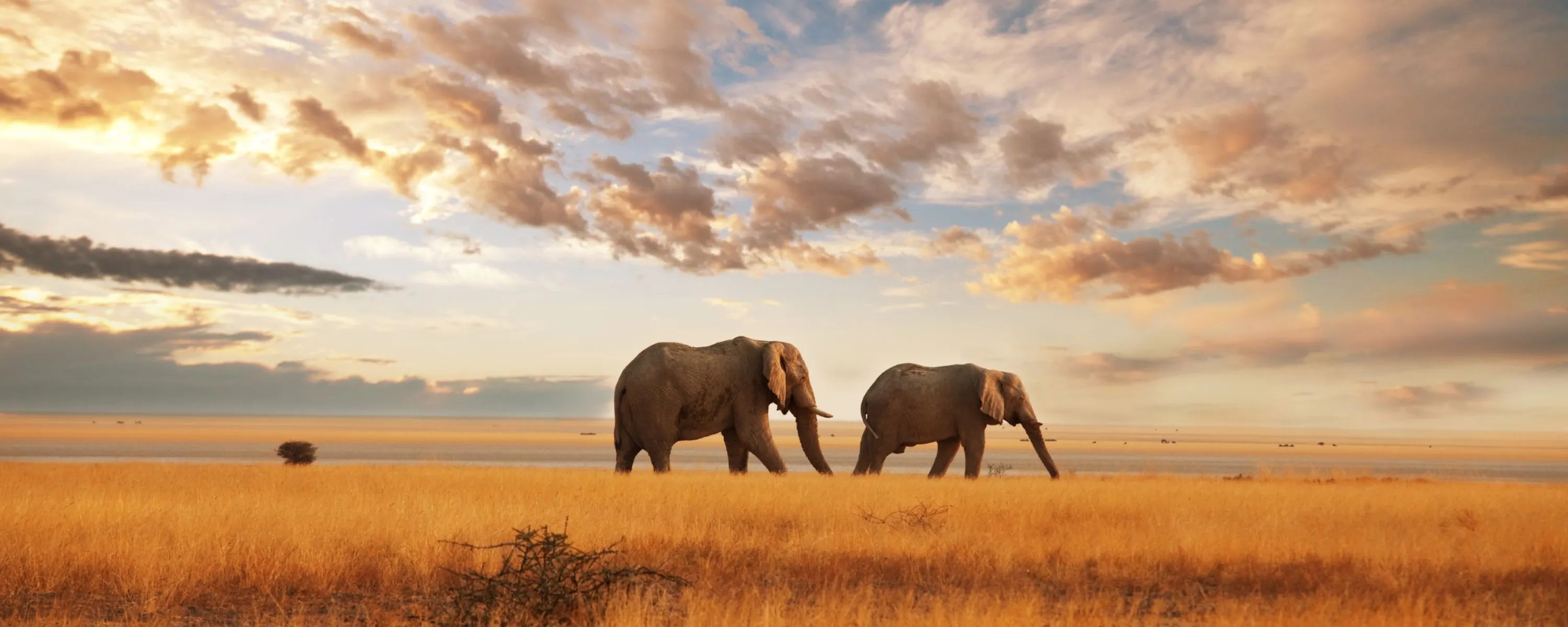 Two elephants walk through golden grass beside calm water under a cloud-filled sky lit by warm sunset light.