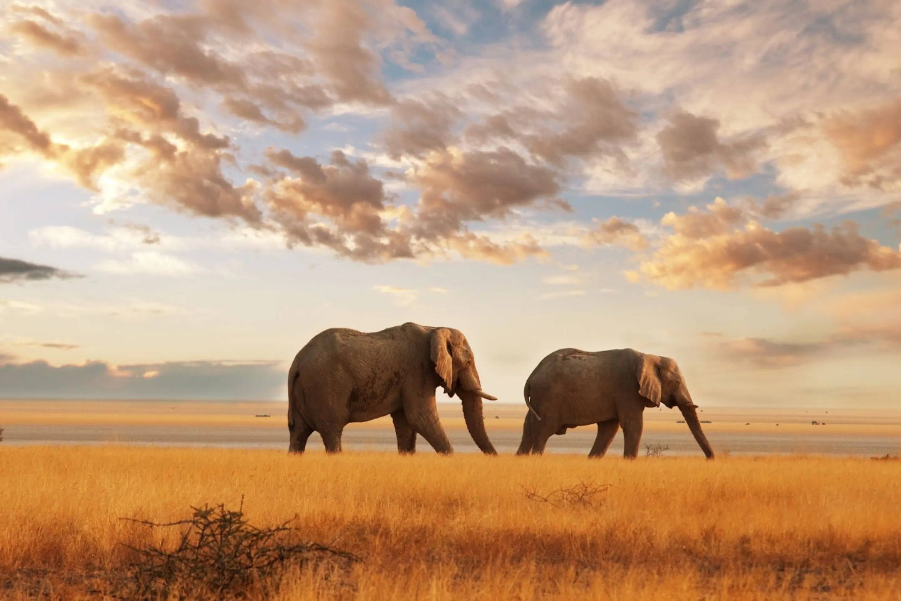 Two elephants walk through golden grass beside calm water under a cloud-filled sky lit by warm sunset light.