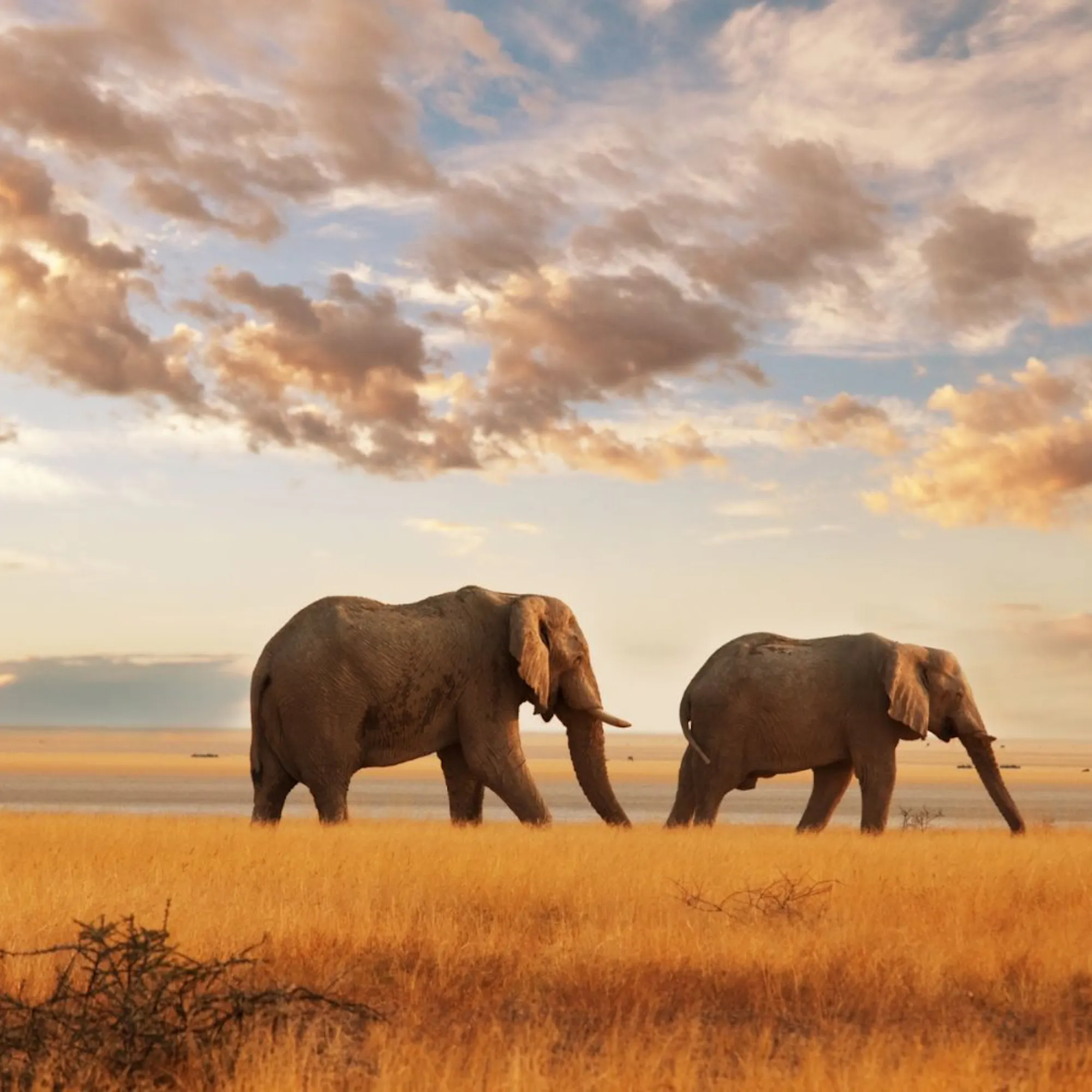 Two elephants walk through golden grass beside calm water under a cloud-filled sky lit by warm sunset light.