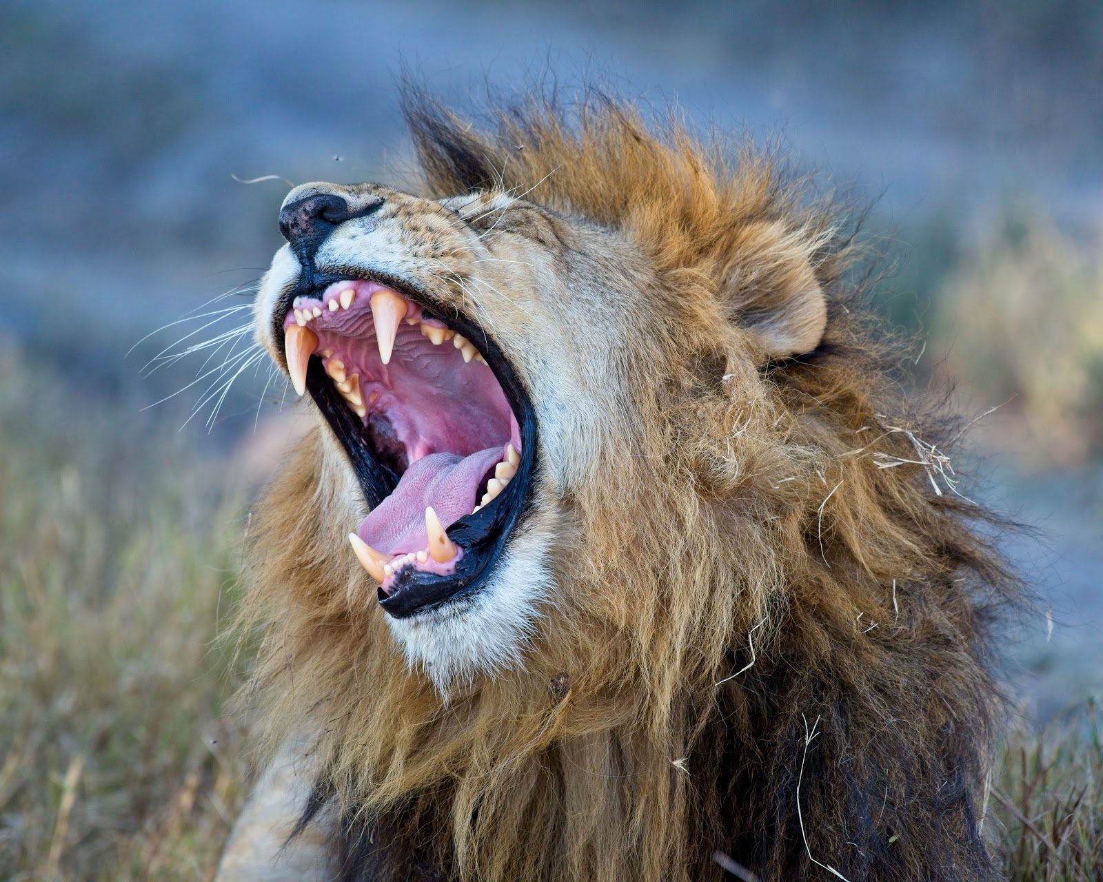 A lion yawns wide in South Africa's Southern Kalahari, with pale grass and a soft blurred backdrop behind it.