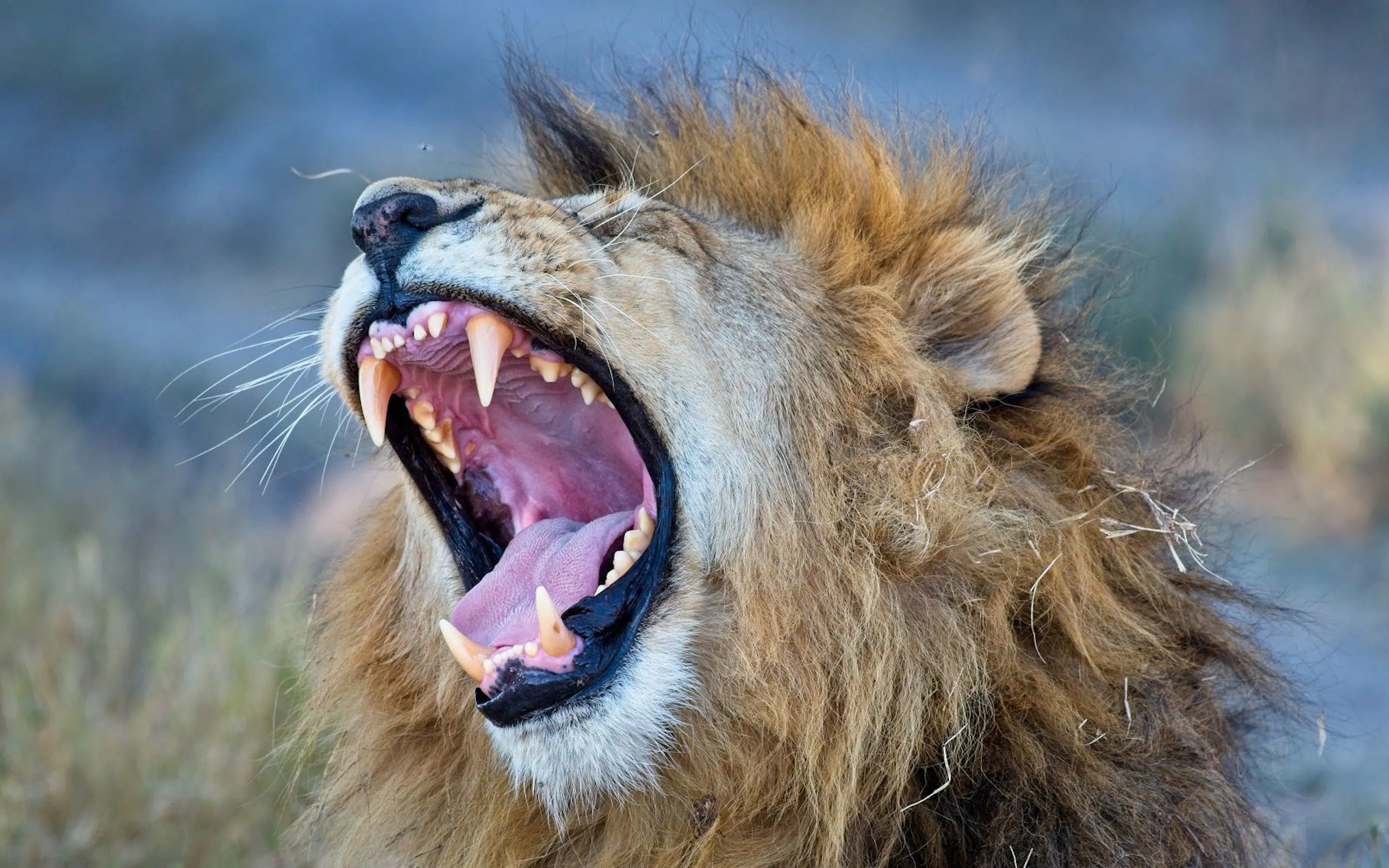 A lion yawns wide in South Africa's Southern Kalahari, with pale grass and a soft blurred backdrop behind it.