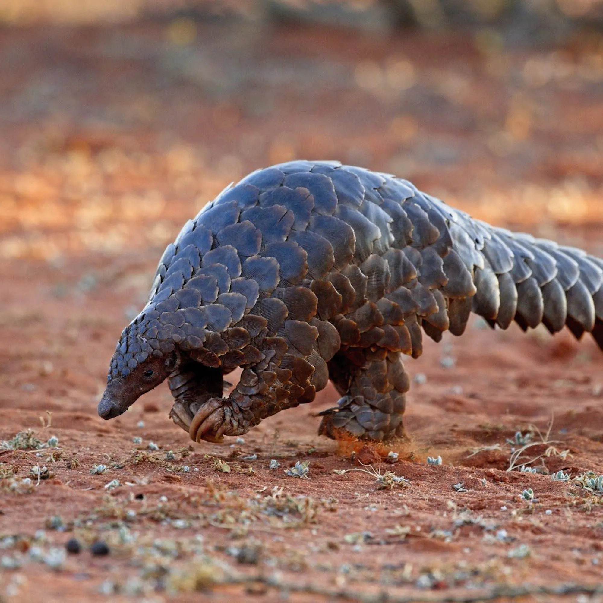 A pangolin walking across red earth at Tswalu in South Africa's Southern Kalahari, under expansive skies.