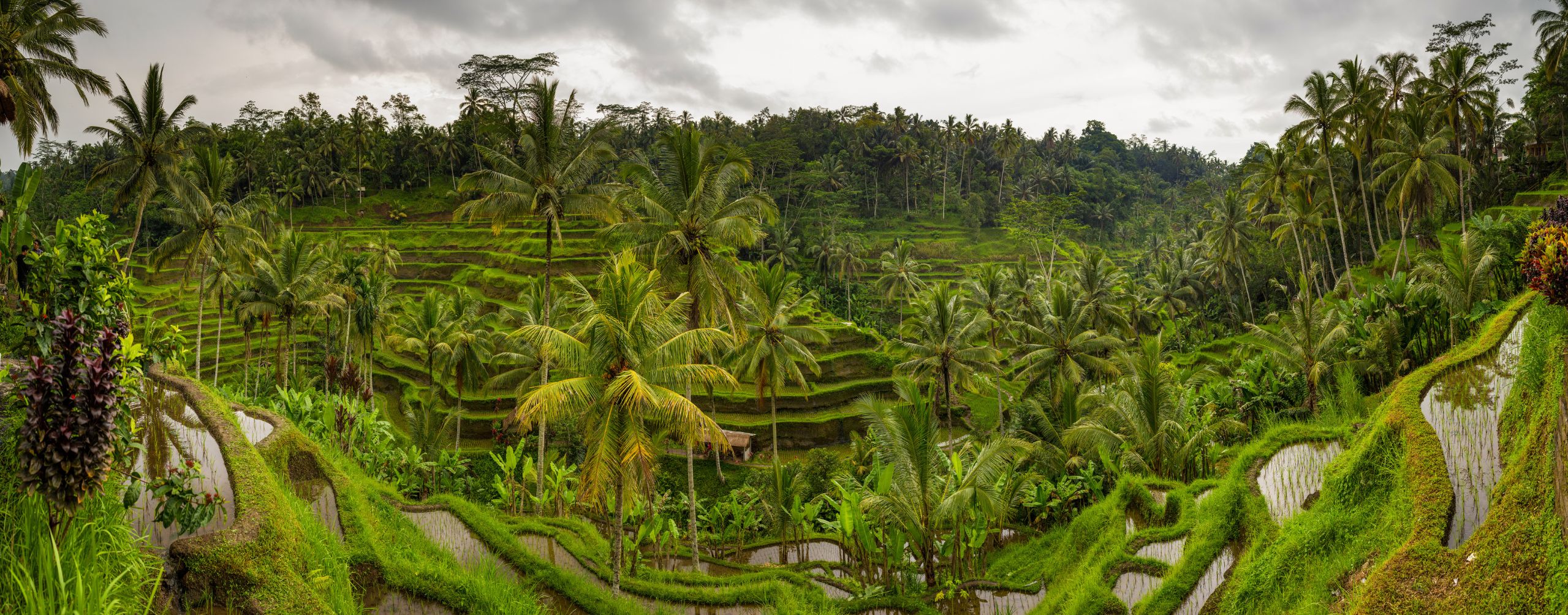 Lush green rice terraces climb a steep hillside in northern Vietnam, framed by palms, village roofs, and cloudy sky.
