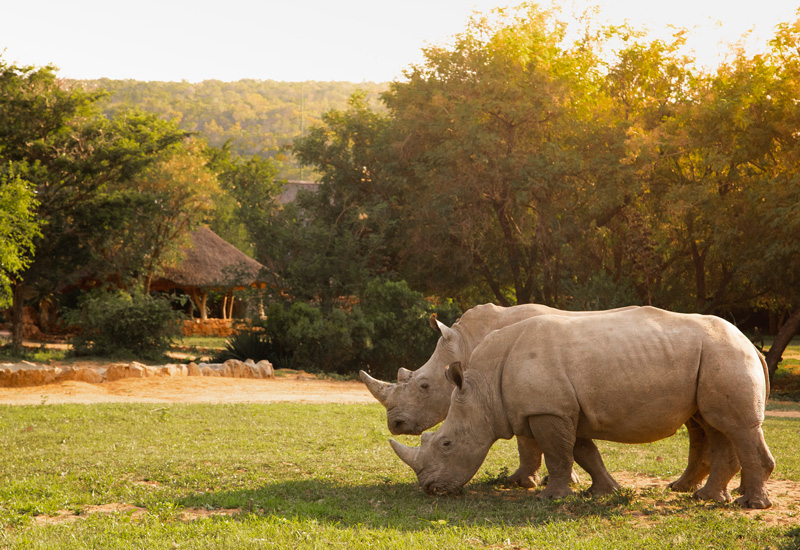 A white rhinoceros grazes near a safari lodge lawn at Ant's Nest, with golden trees and open grass beyond.