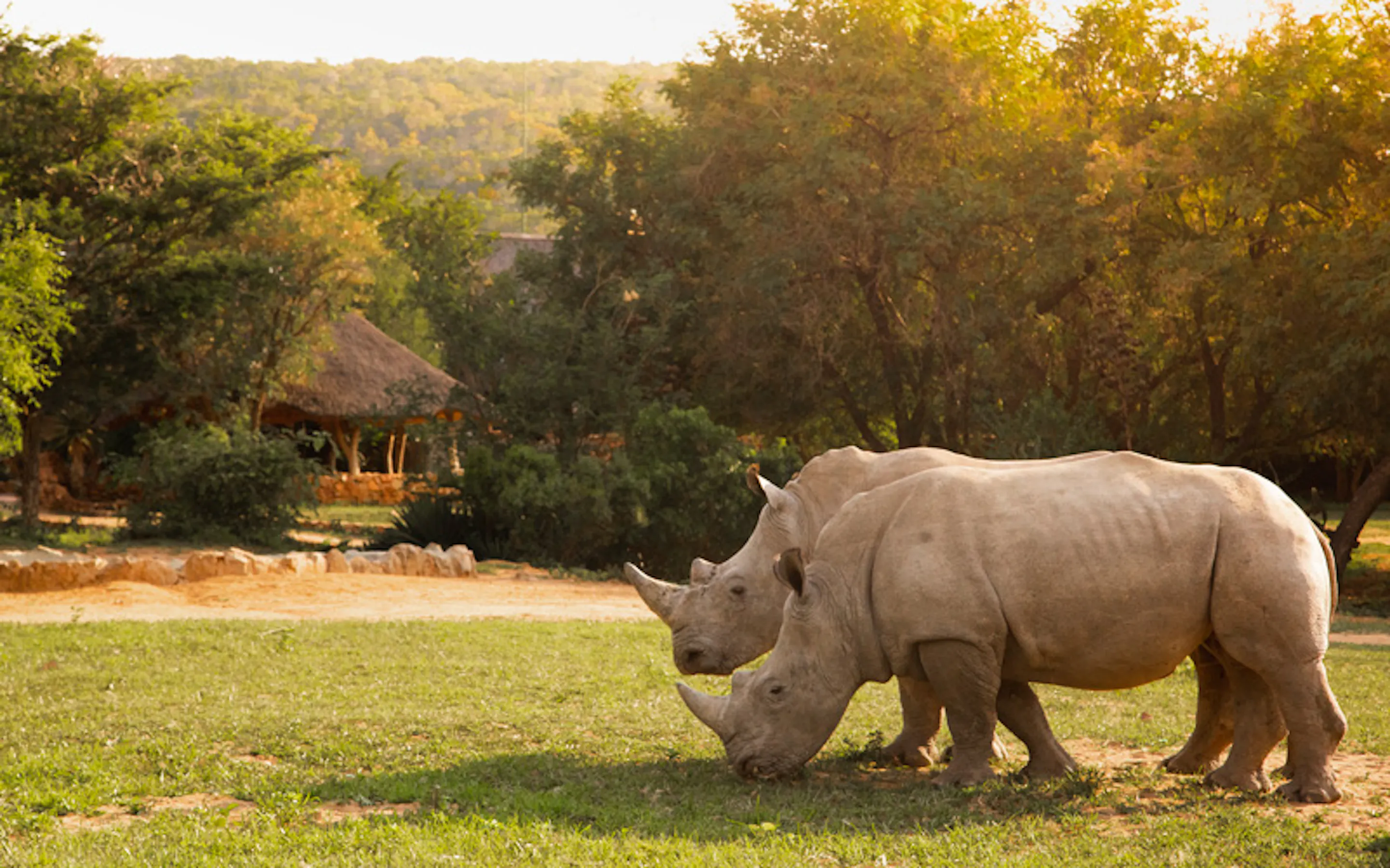 A white rhinoceros grazes near a safari lodge lawn at Ant's Nest, with golden trees and open grass beyond.