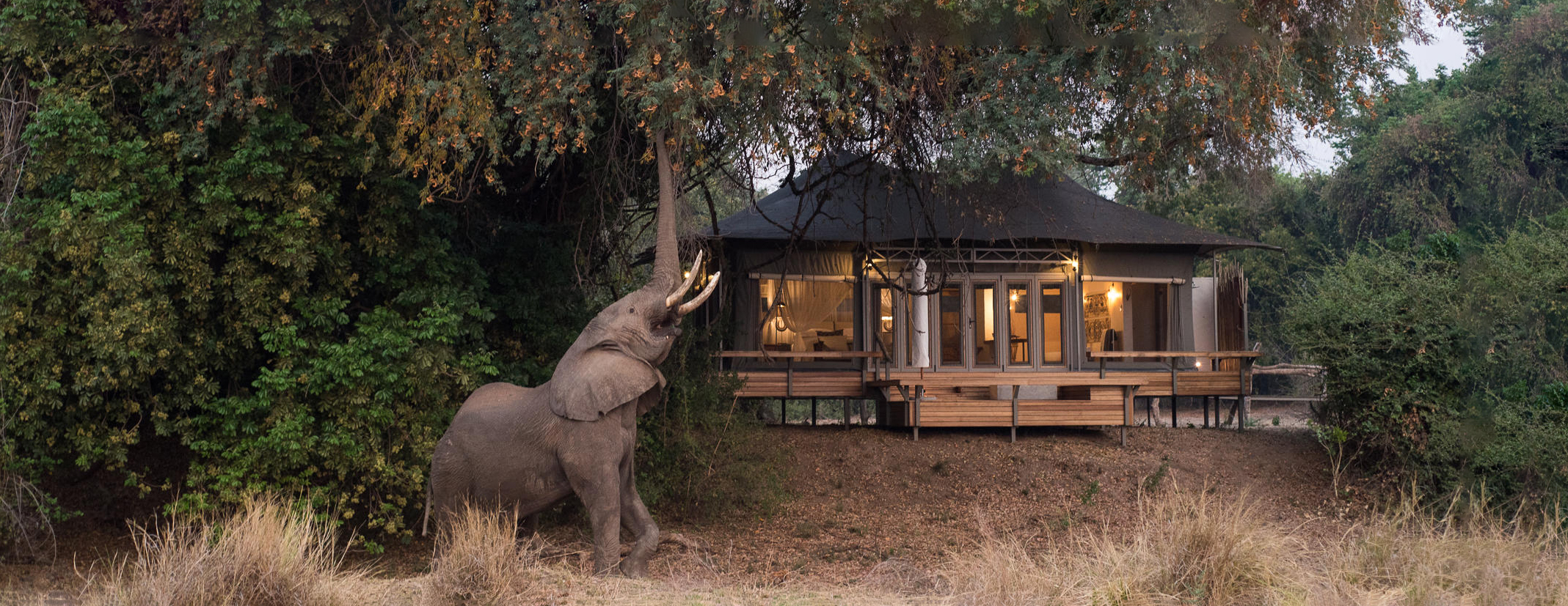 An elephant beside a lantern-lit safari lodge in the trees at Chikwenya Lodge, set in Zimbabwe's Mana Pools.