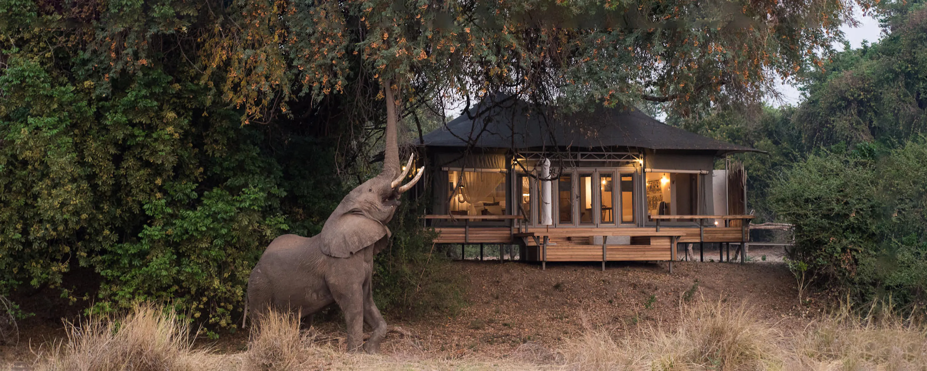 An elephant beside a lantern-lit safari lodge in the trees at Chikwenya Lodge, set in Zimbabwe's Mana Pools.