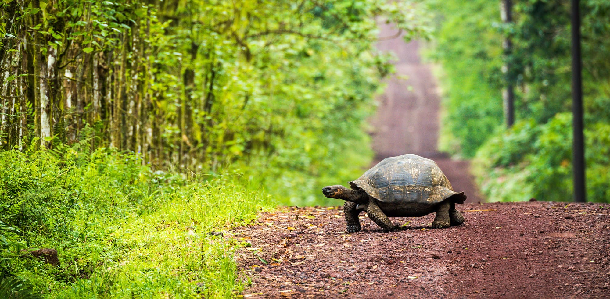 A giant tortoise crosses a dirt track on Santa Cruz Island, framed by green forest and red volcanic soil.