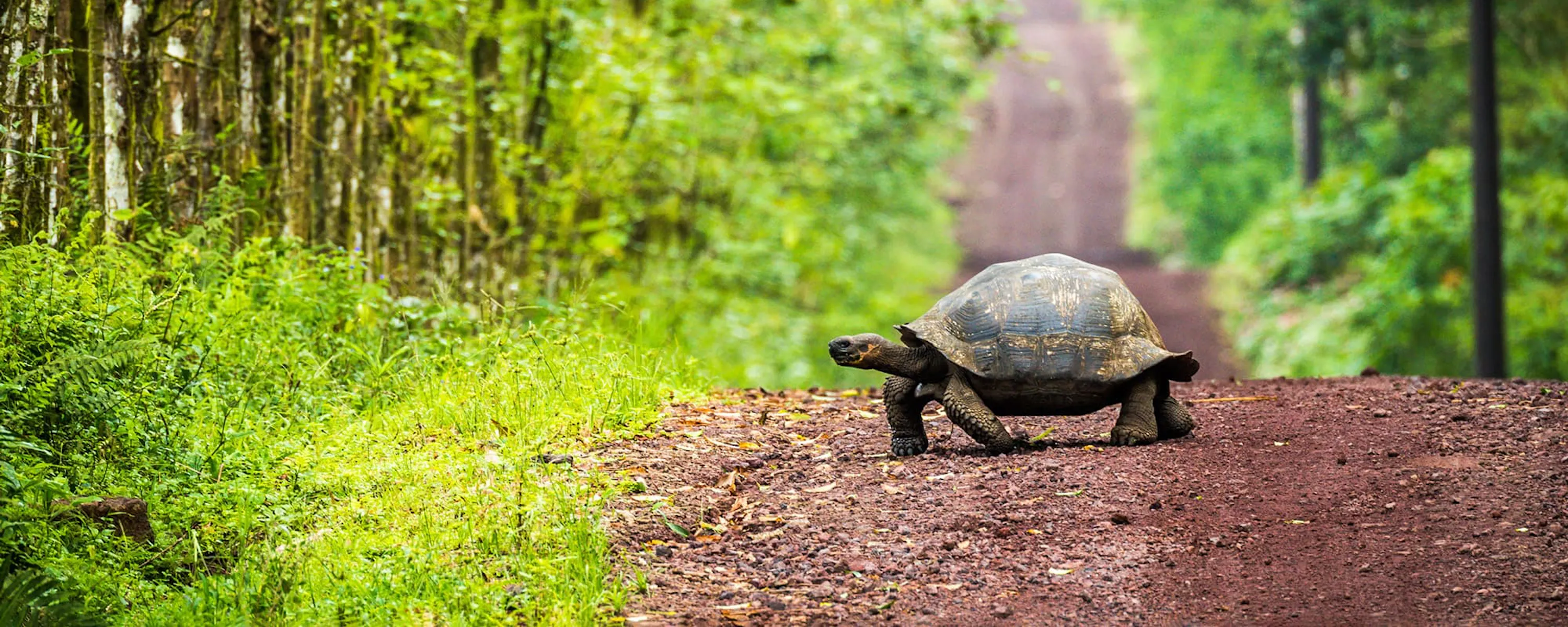 A giant tortoise crosses a dirt track on Santa Cruz Island, framed by green forest and red volcanic soil.