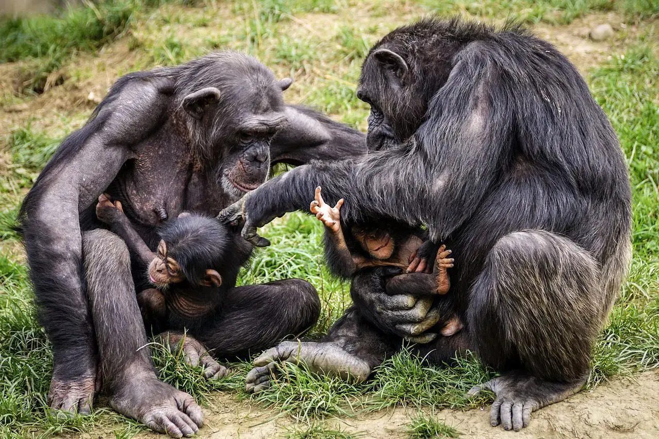 A chimpanzee family gathered closely on the forest floor in Uganda's Kibale Forest, under expansive skies. web-uganda-kibale-forest-chimpanzee-family