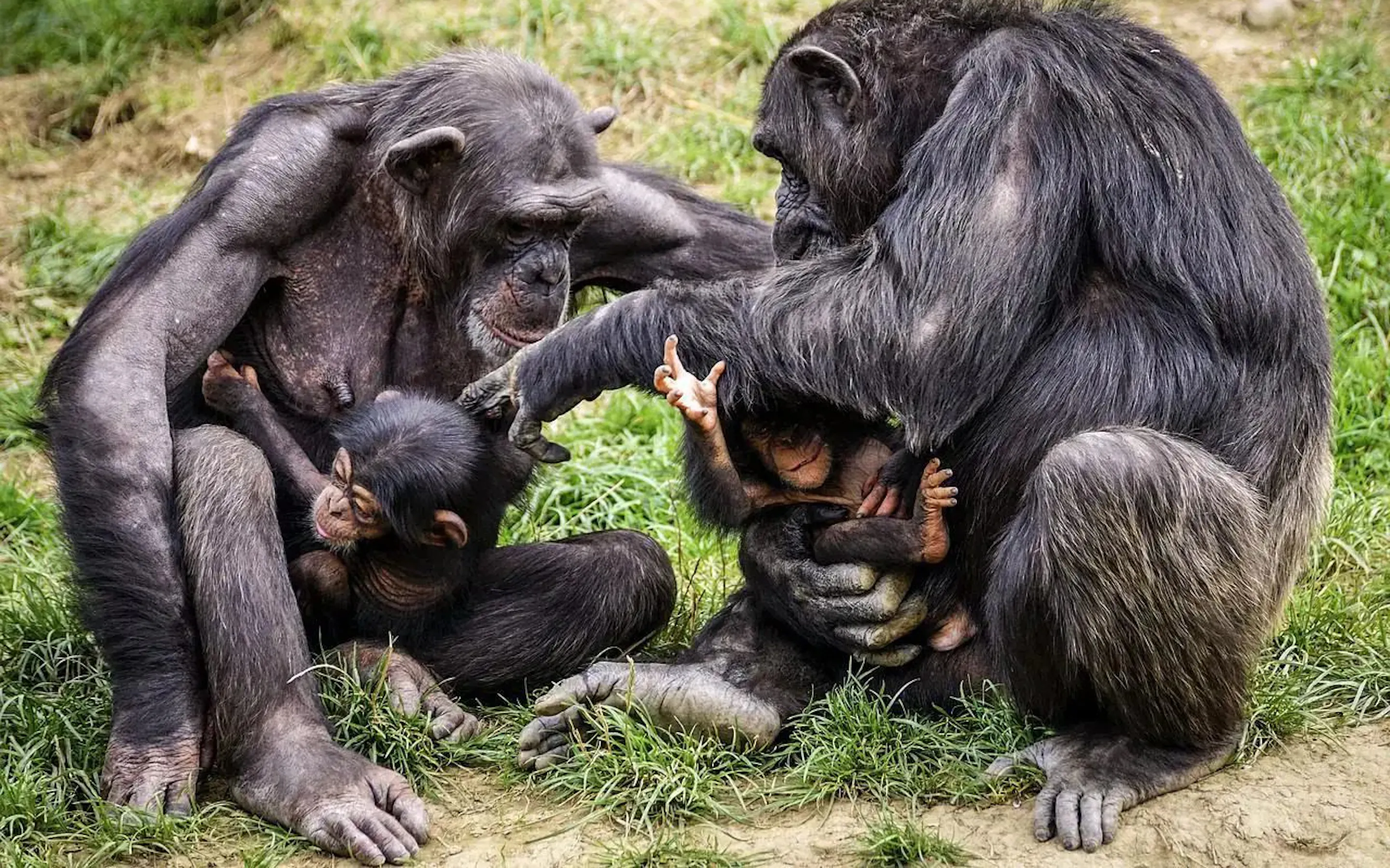 A chimpanzee family gathered closely on the forest floor in Uganda's Kibale Forest, under expansive skies. web-uganda-kibale-forest-chimpanzee-family