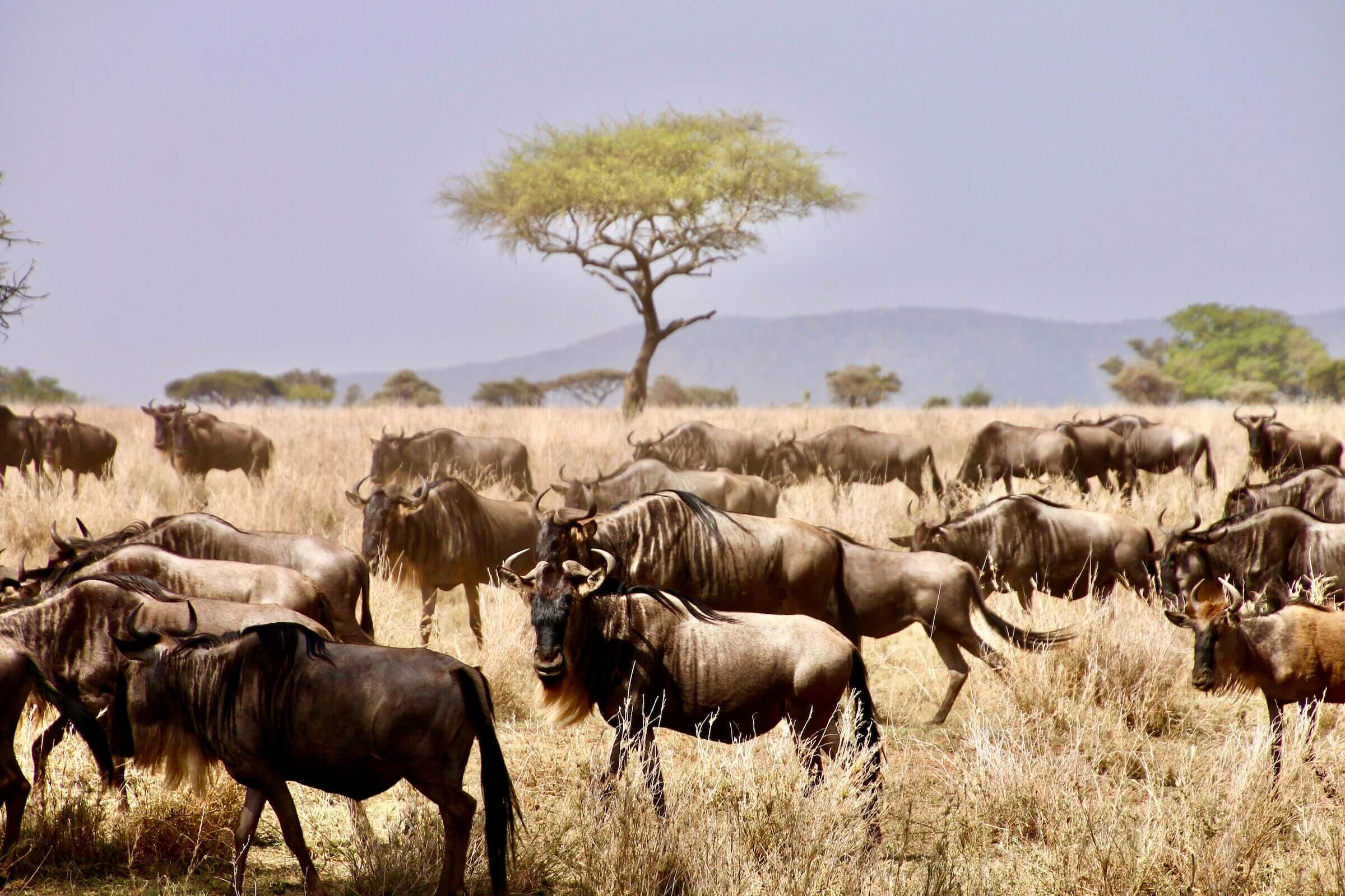 Wildebeest cross dry grassland in Tanzania's Serengeti, with pale sky and scattered brush across the plain.