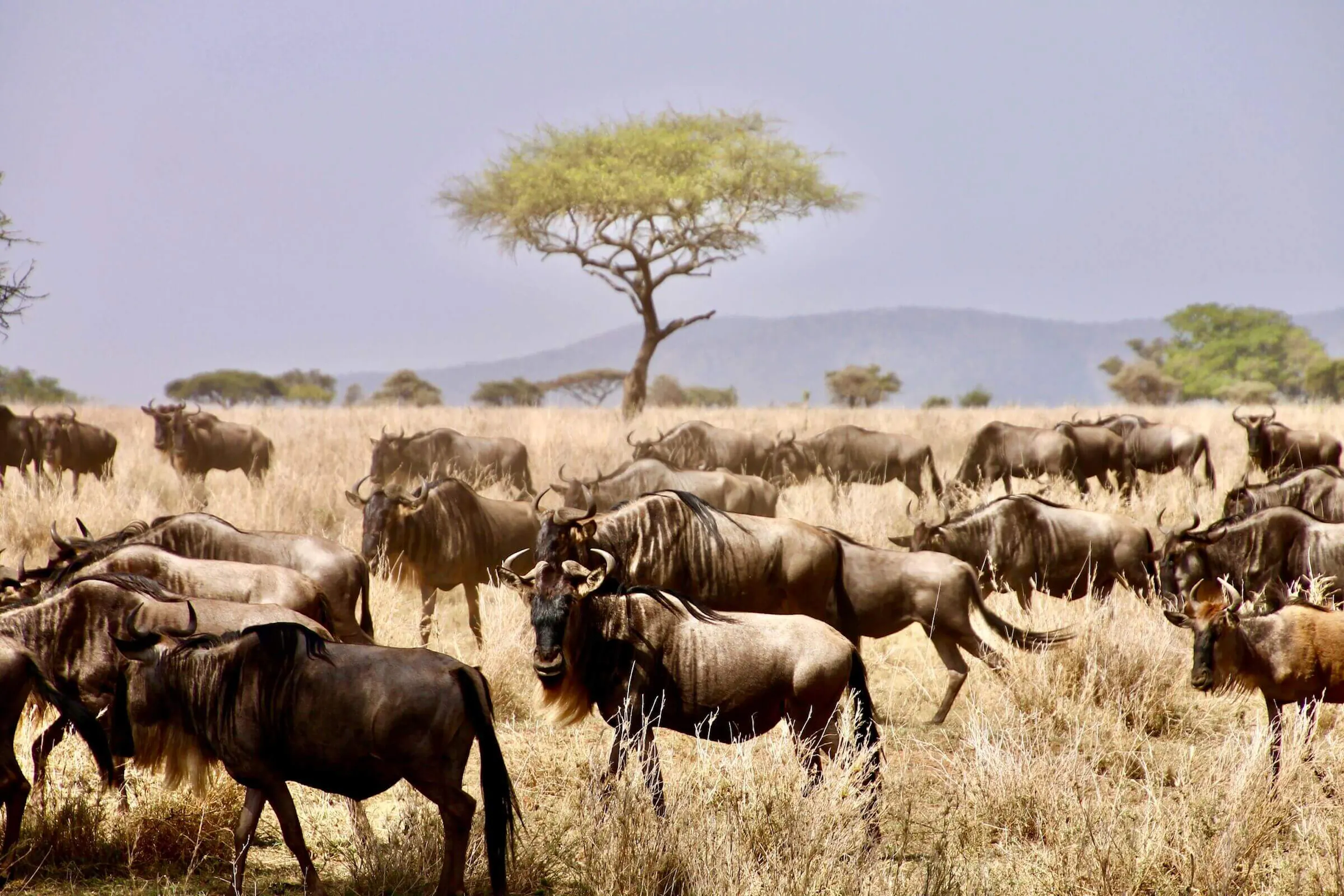 Wildebeest cross dry grassland in Tanzania's Serengeti, with pale sky and scattered brush across the plain.