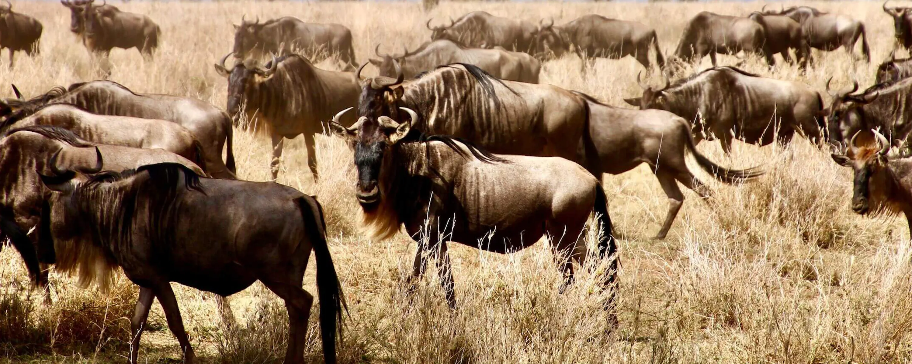 Wildebeest cross dry grassland in Tanzania's Serengeti, with pale sky and scattered brush across the plain.