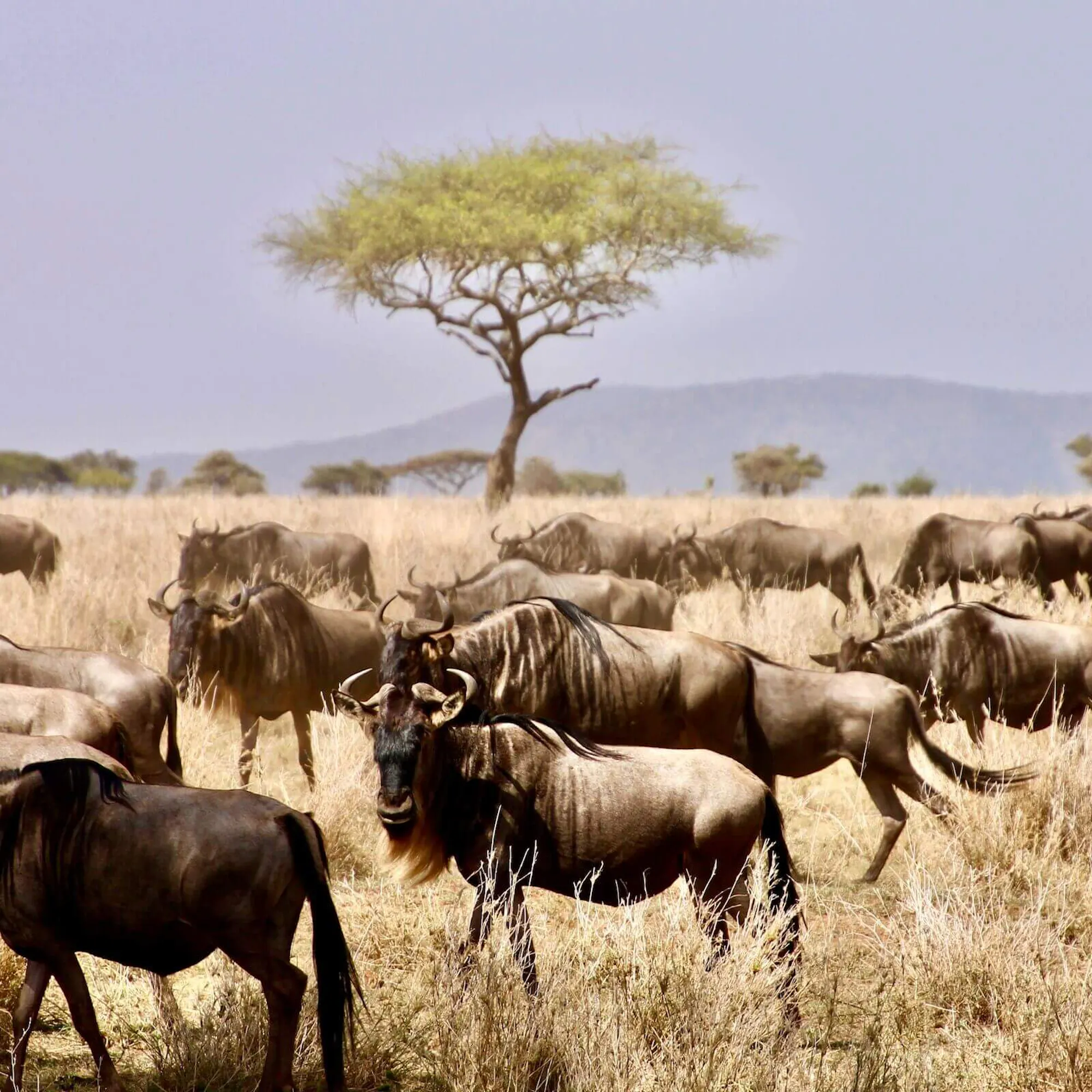 Wildebeest cross dry grassland in Tanzania's Serengeti, with pale sky and scattered brush across the plain.