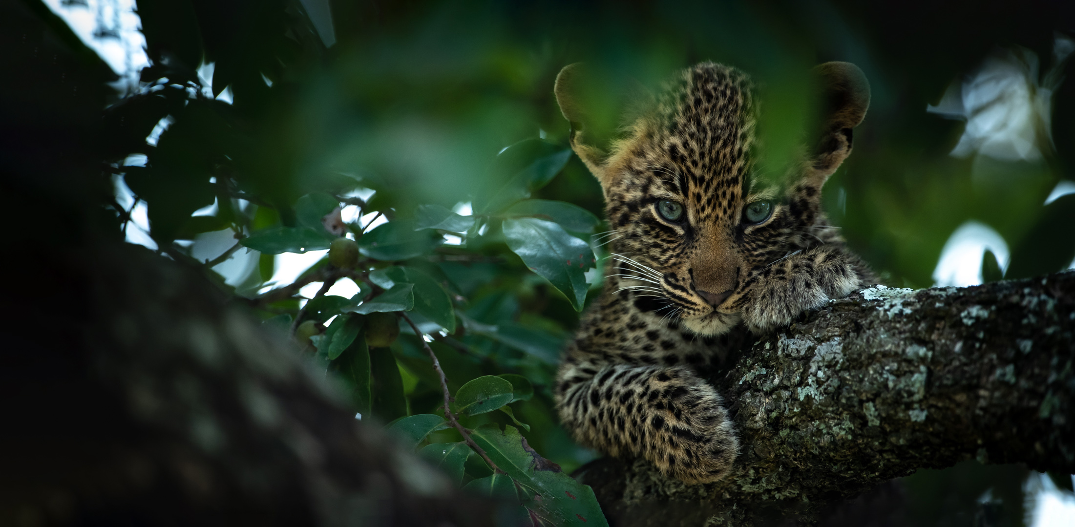 A leopard cub crouches in a tree at Sabi Sand, its spotted coat half hidden by green leaves in the fading light.